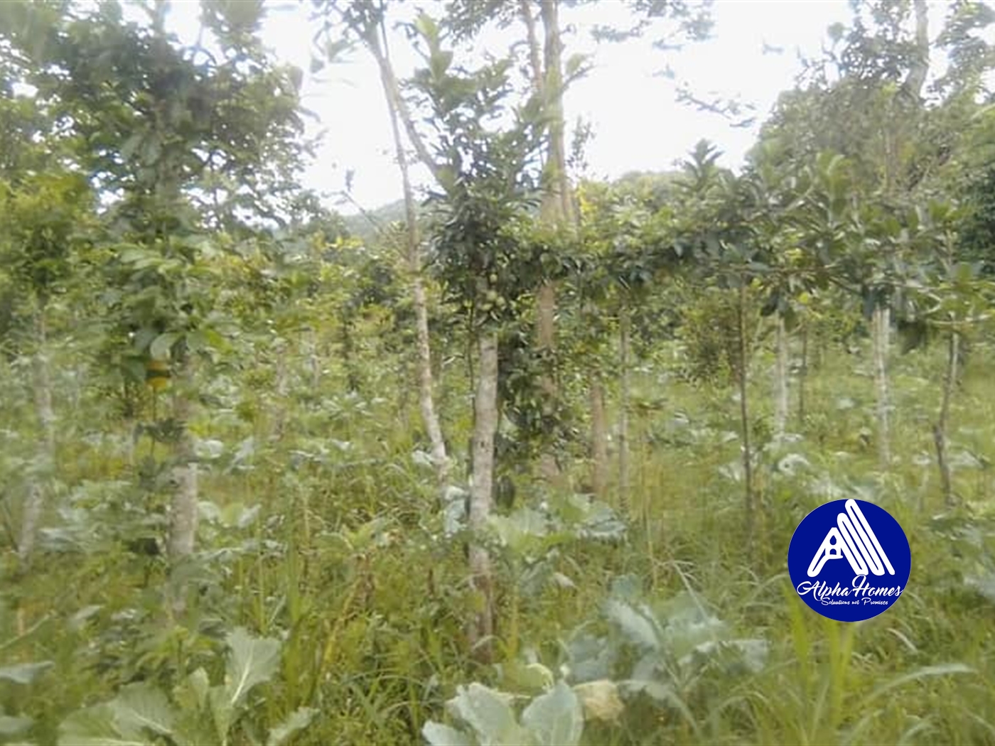 Agricultural Land for sale in Kabembe Mukono