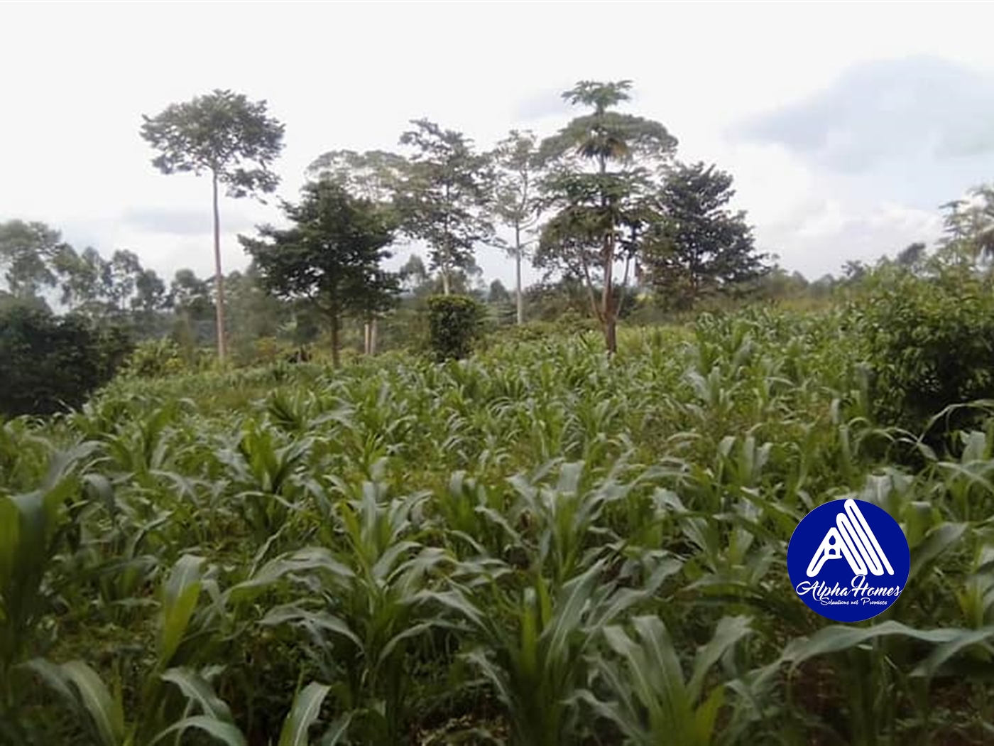 Agricultural Land for sale in Kabembe Mukono