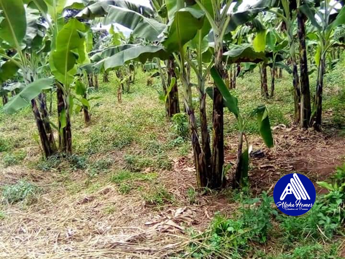 Agricultural Land for sale in Ntenjjeru Mukono