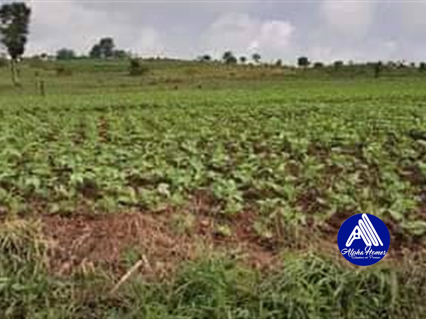 Agricultural Land for sale in Zigoti Mityana