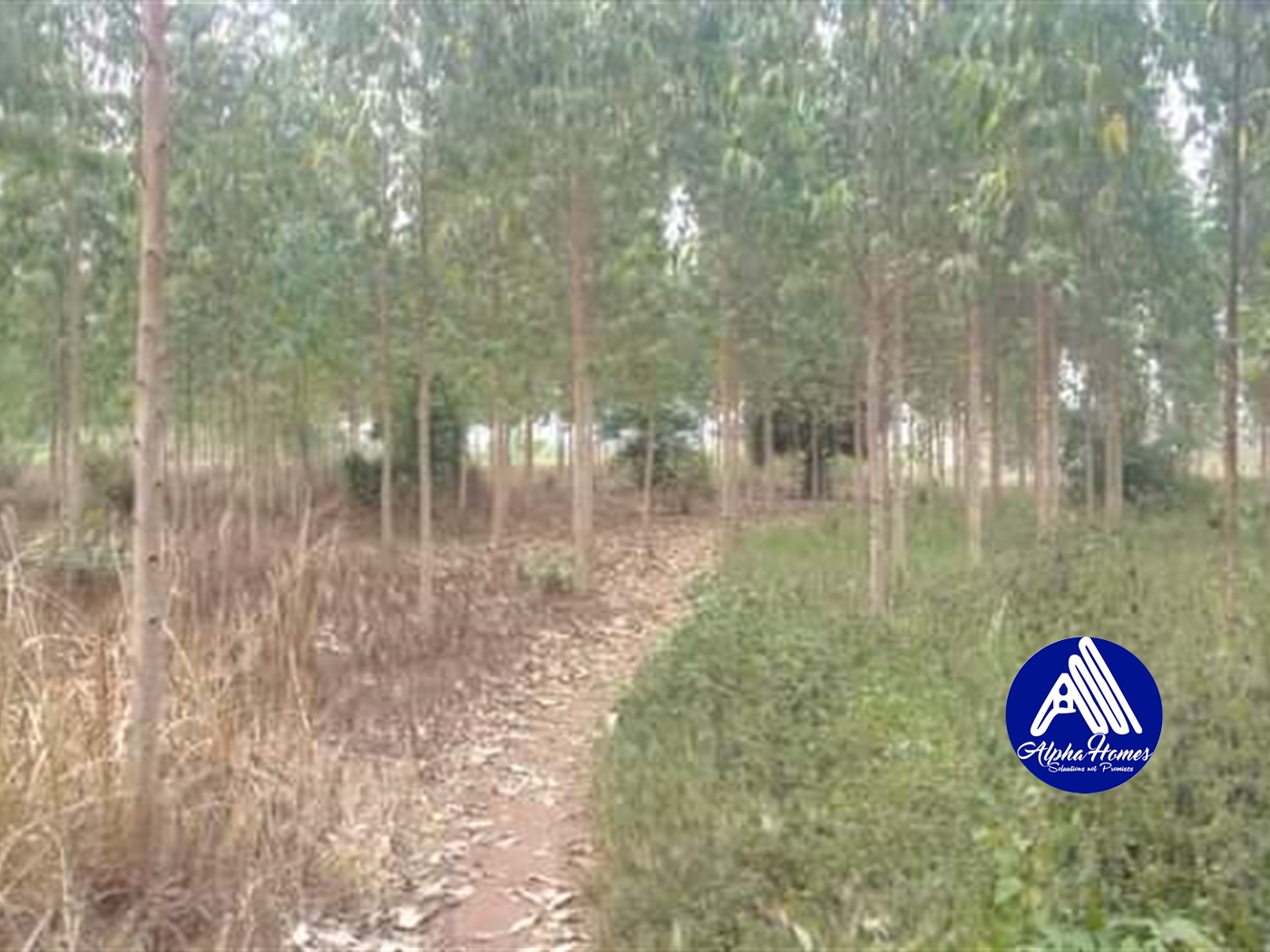 Agricultural Land for sale in Luweero Luweero