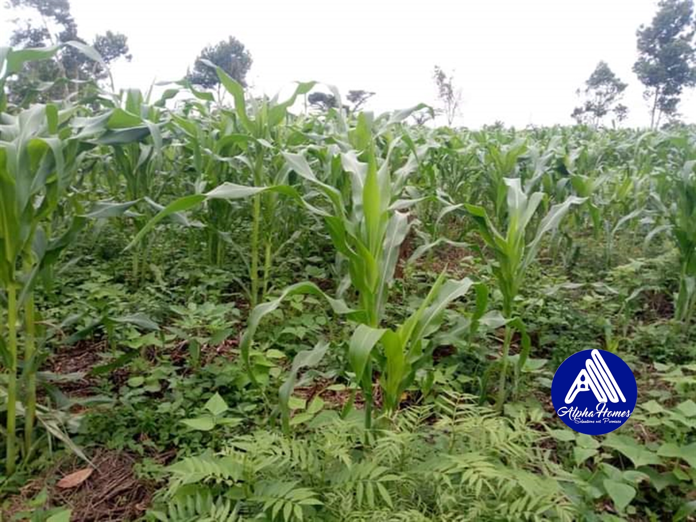 Agricultural Land for sale in Luweero Luweero