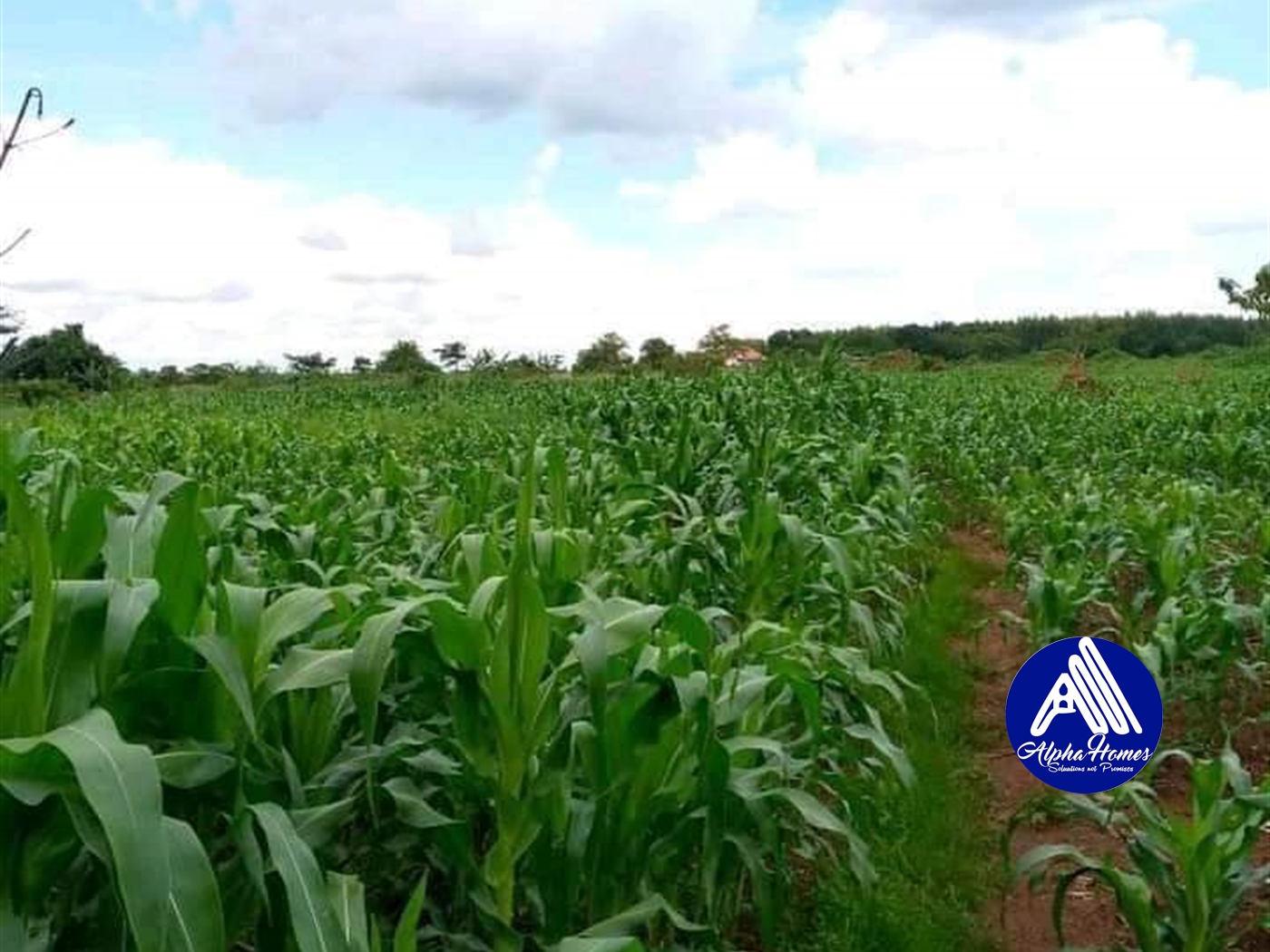 Agricultural Land for sale in Kakooge Luweero