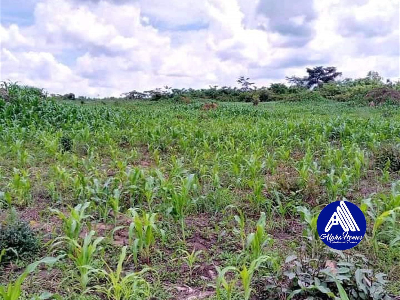 Agricultural Land for sale in Kakooge Luweero