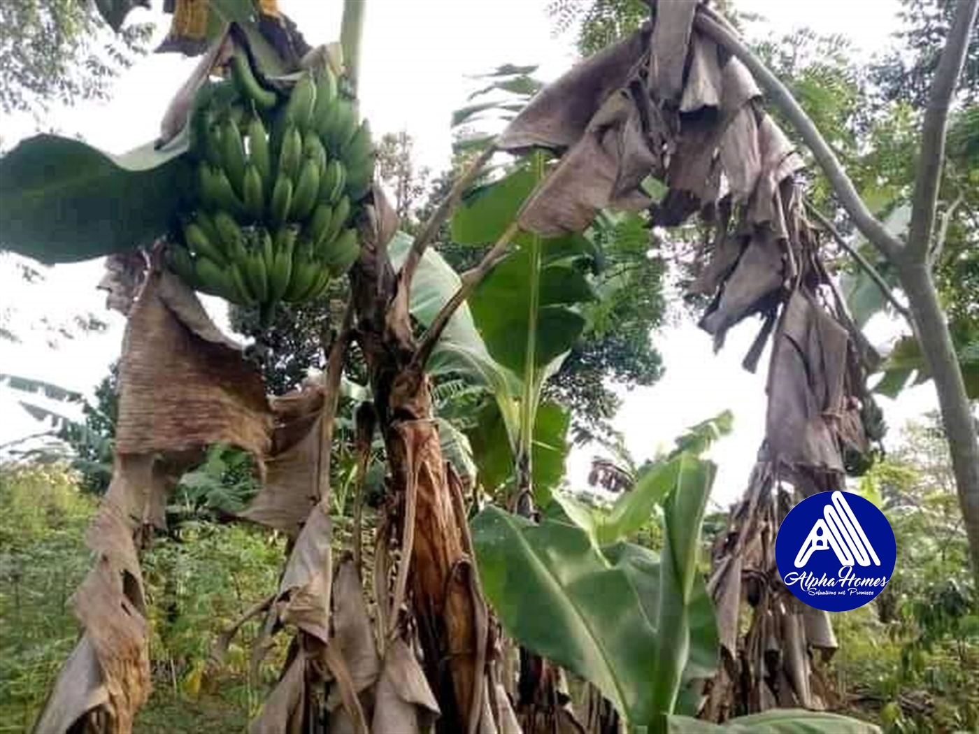 Agricultural Land for sale in Kikyuusa Luweero