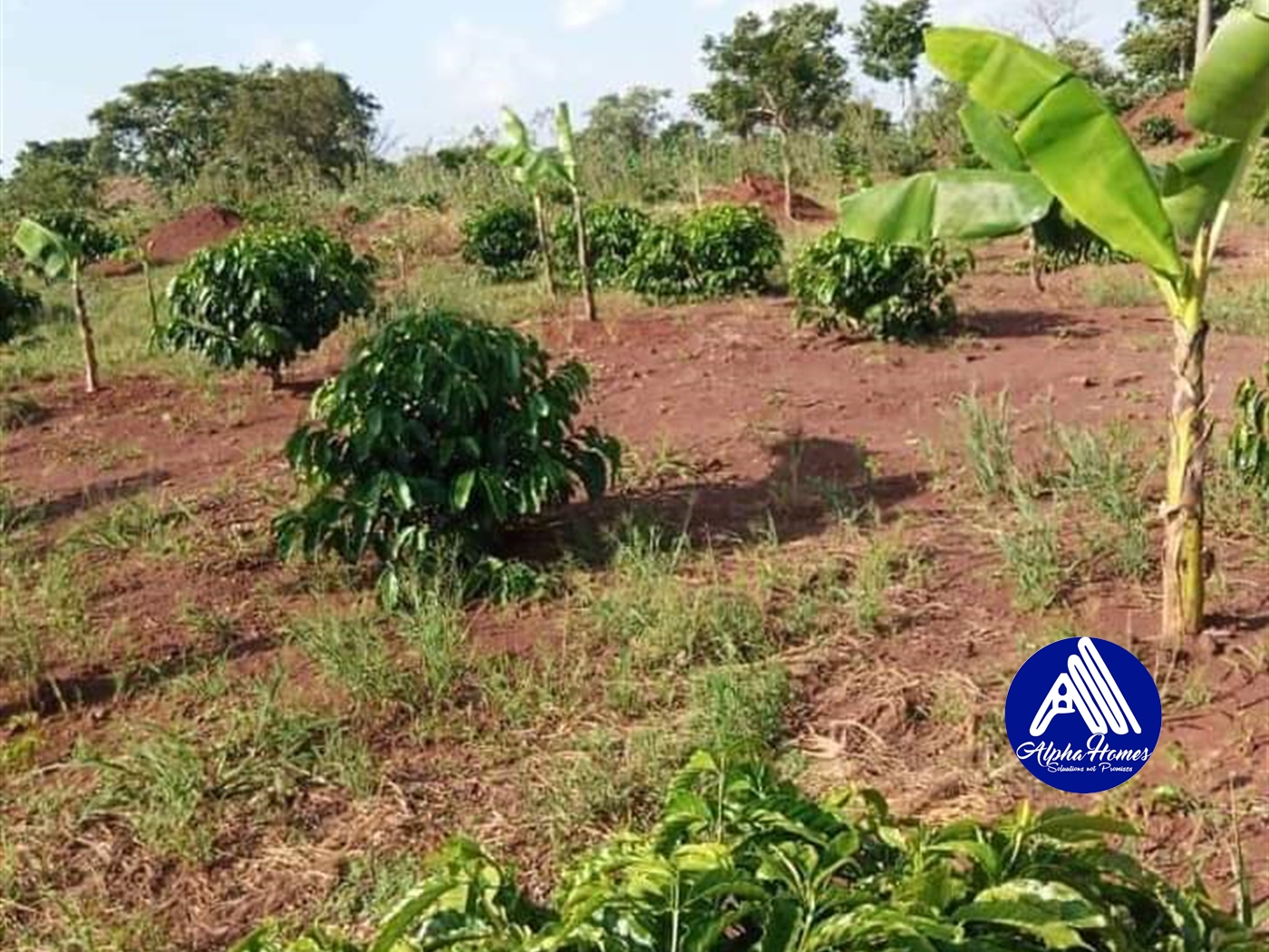 Agricultural Land for sale in Wabigalo Nakasongola