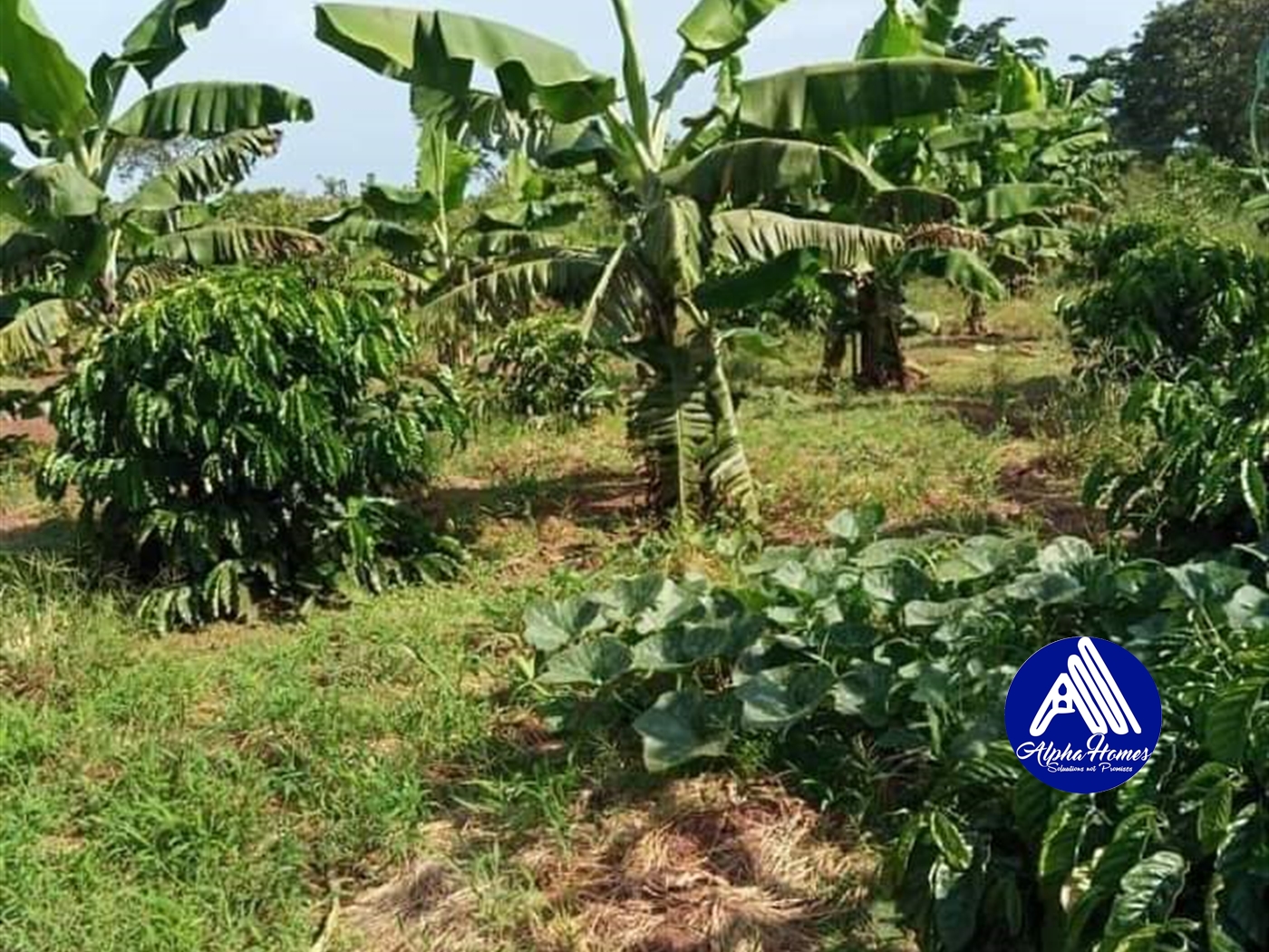 Agricultural Land for sale in Wabigalo Nakasongola