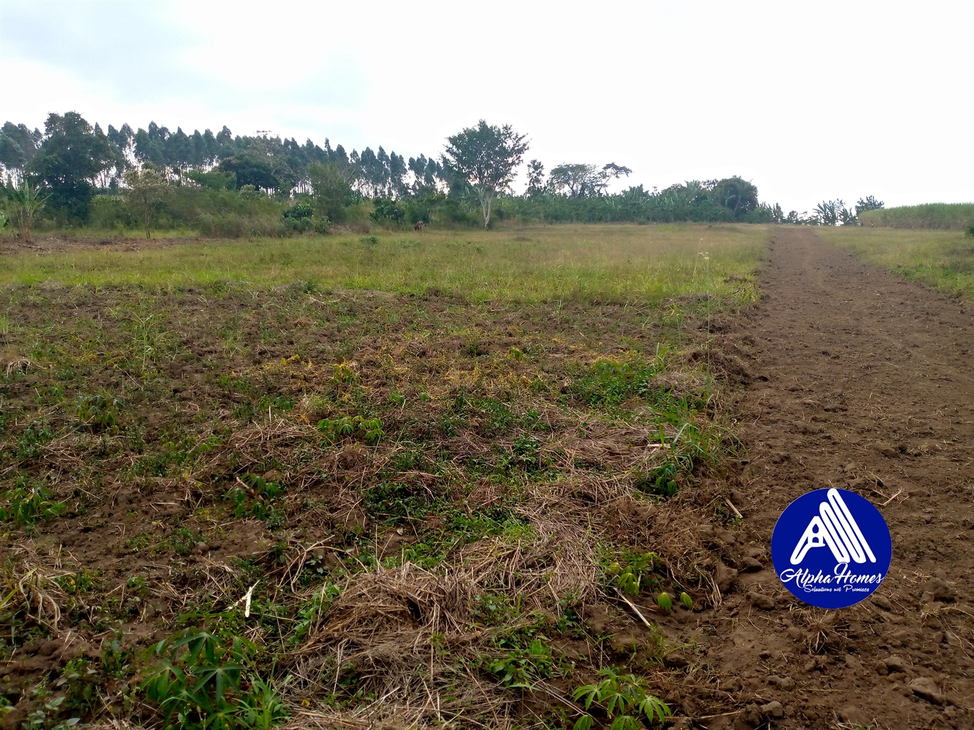 Residential Land for sale in Nakifuma Mukono