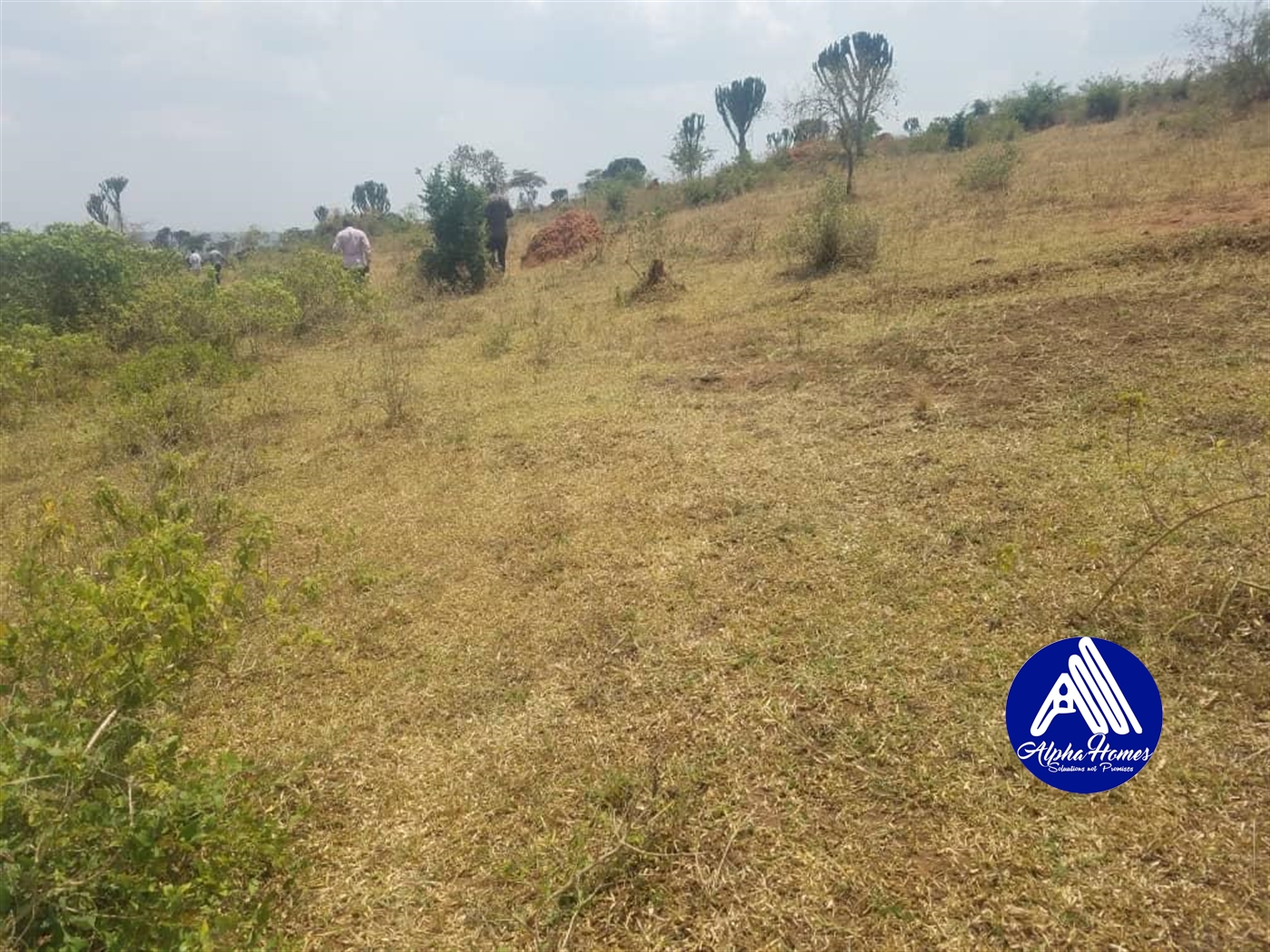 Agricultural Land for sale in Gomba Gomba