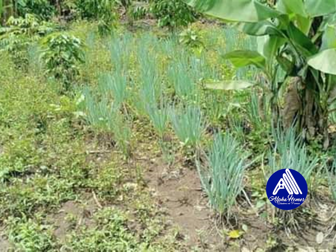 Agricultural Land for sale in Kakooge Luweero