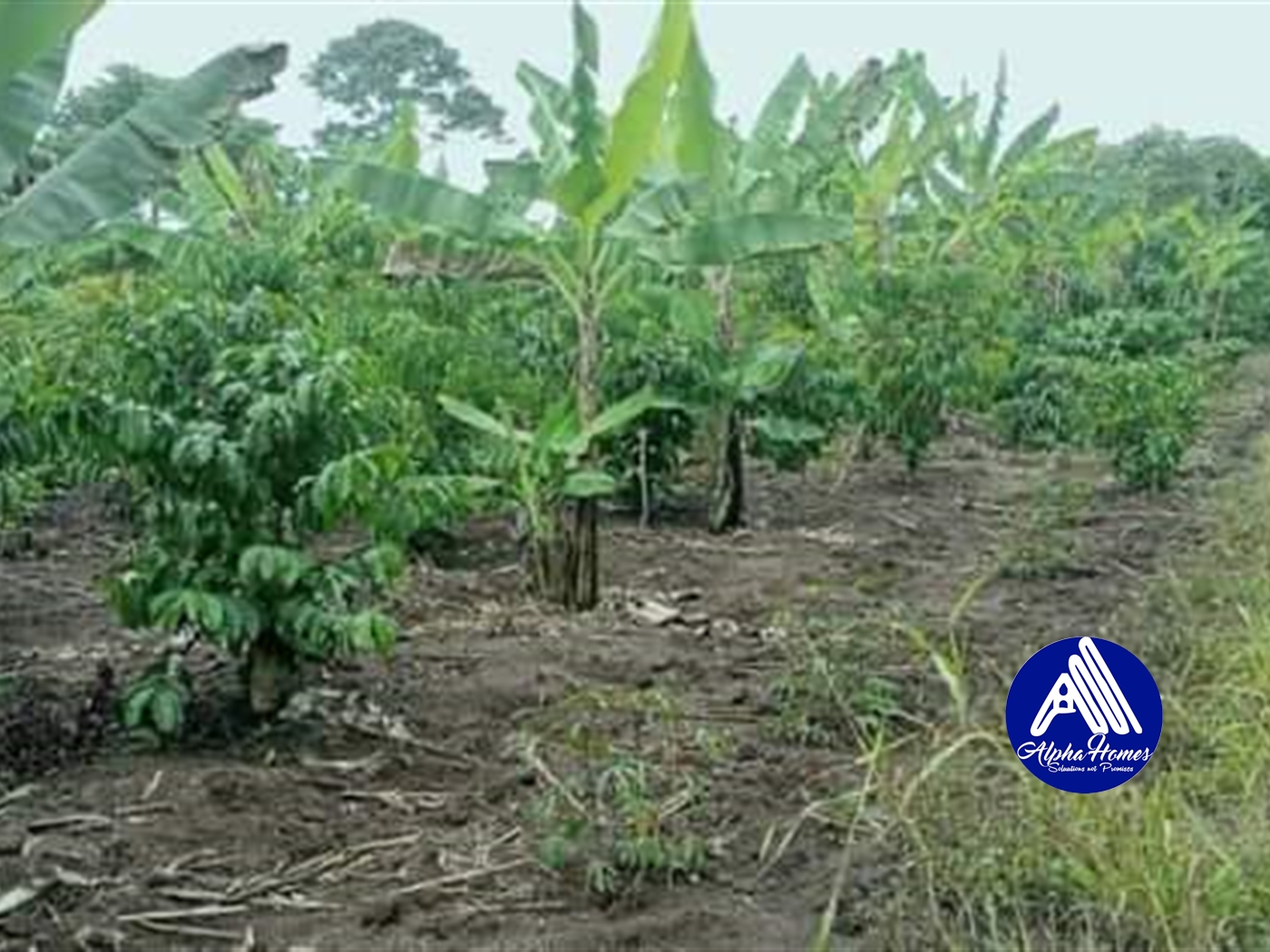 Agricultural Land for sale in Kakooge Luweero