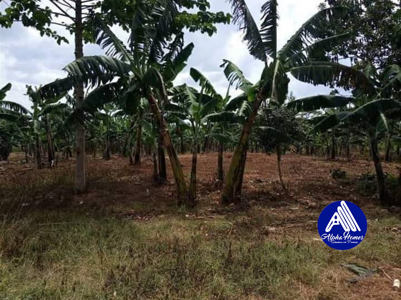Agricultural Land for sale in Nakkweea Luweero