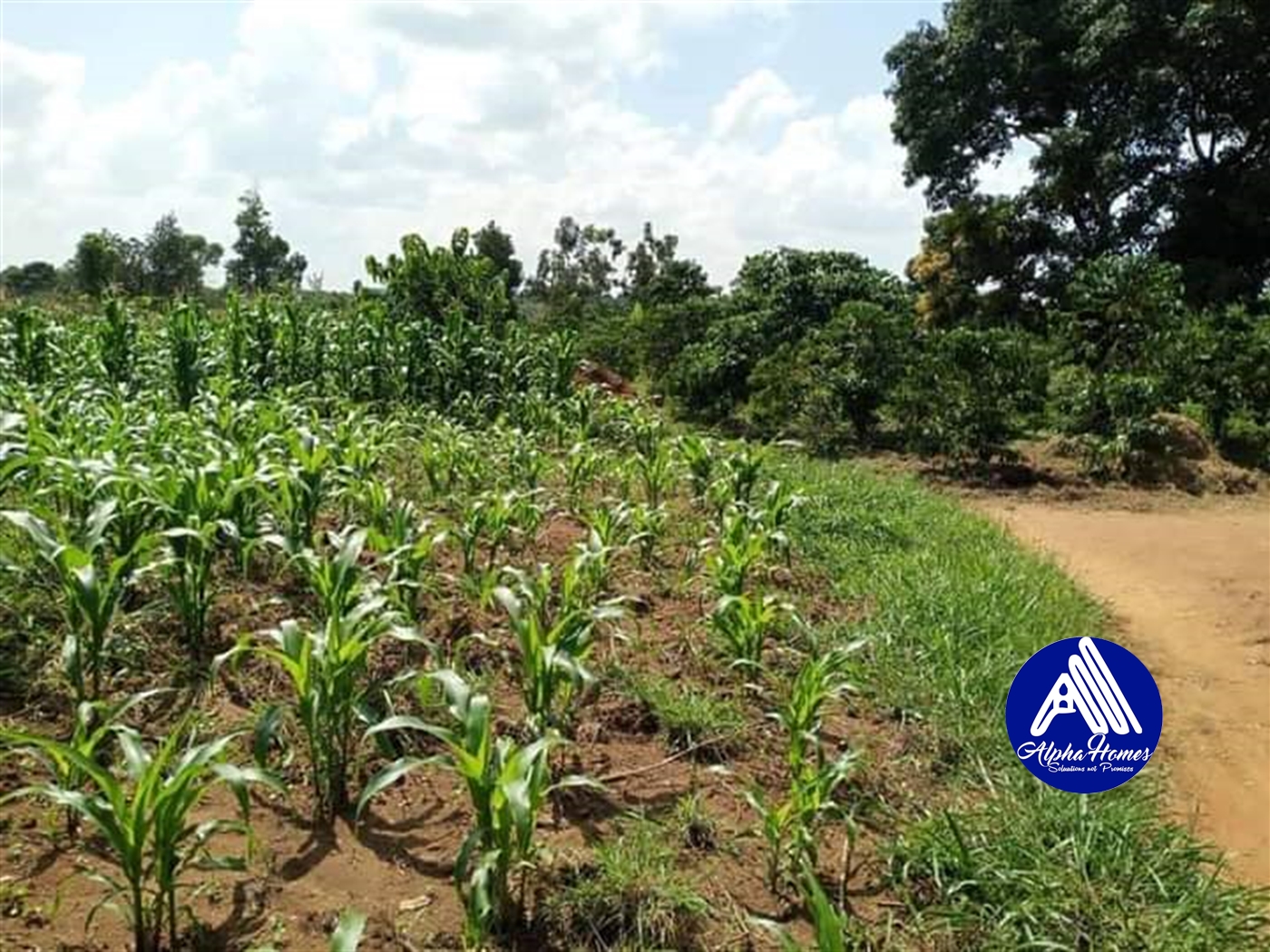 Agricultural Land for sale in Wobulenzi Wakiso