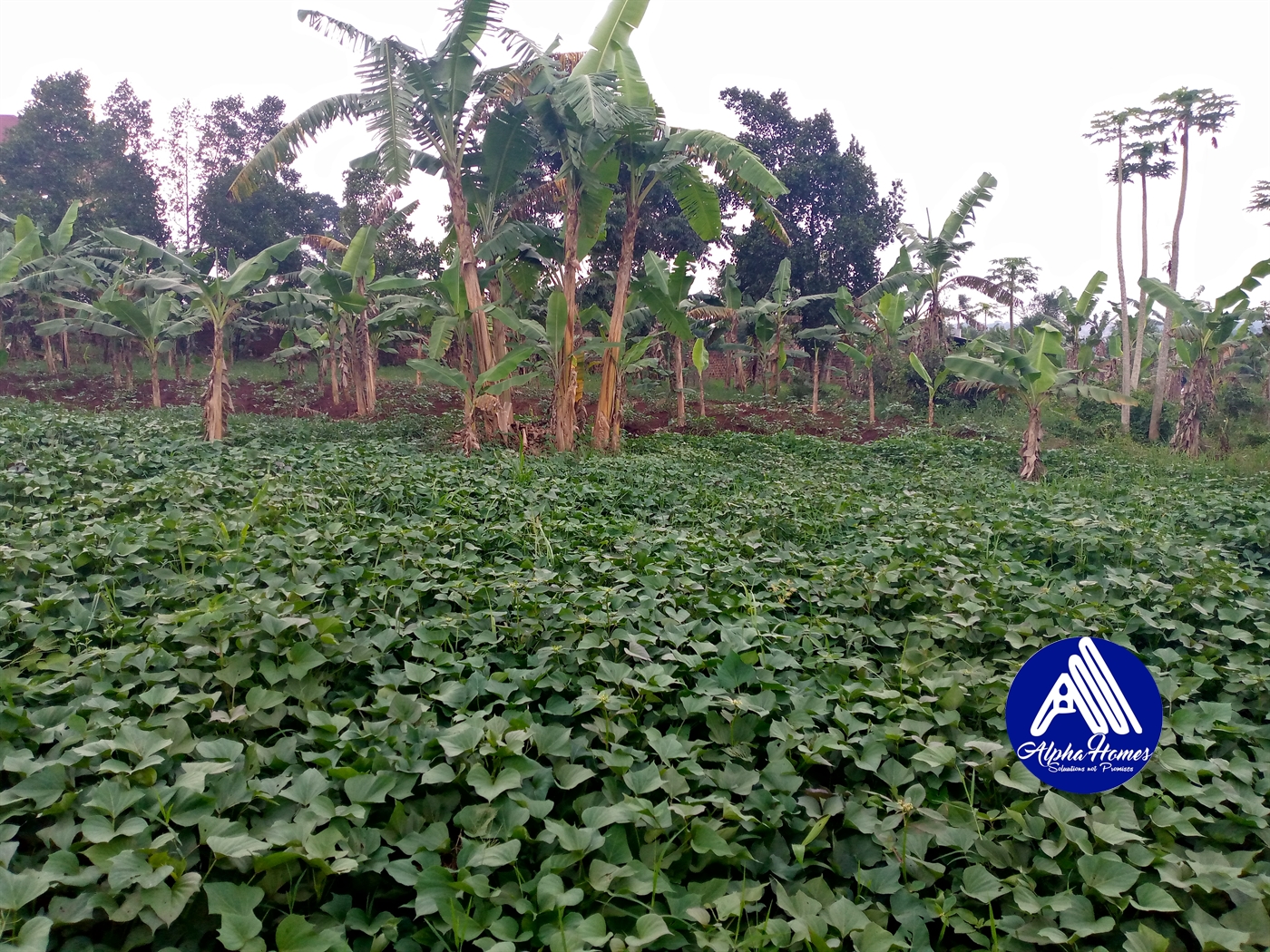 Residential Land for sale in Kira Wakiso