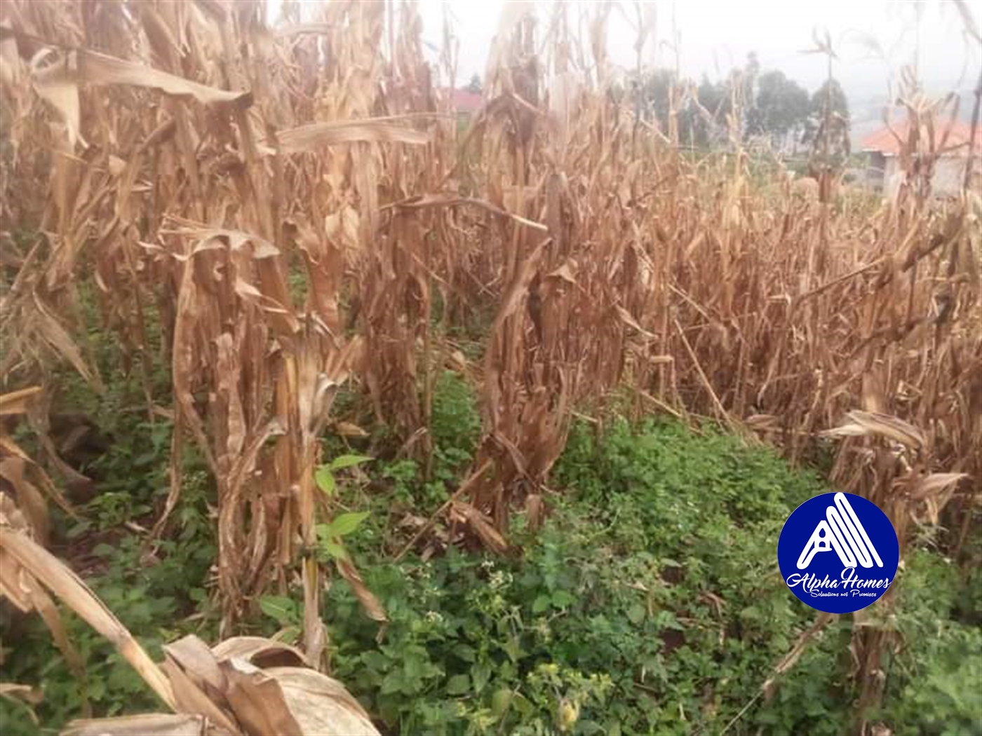 Residential Land for sale in Namugongo Wakiso