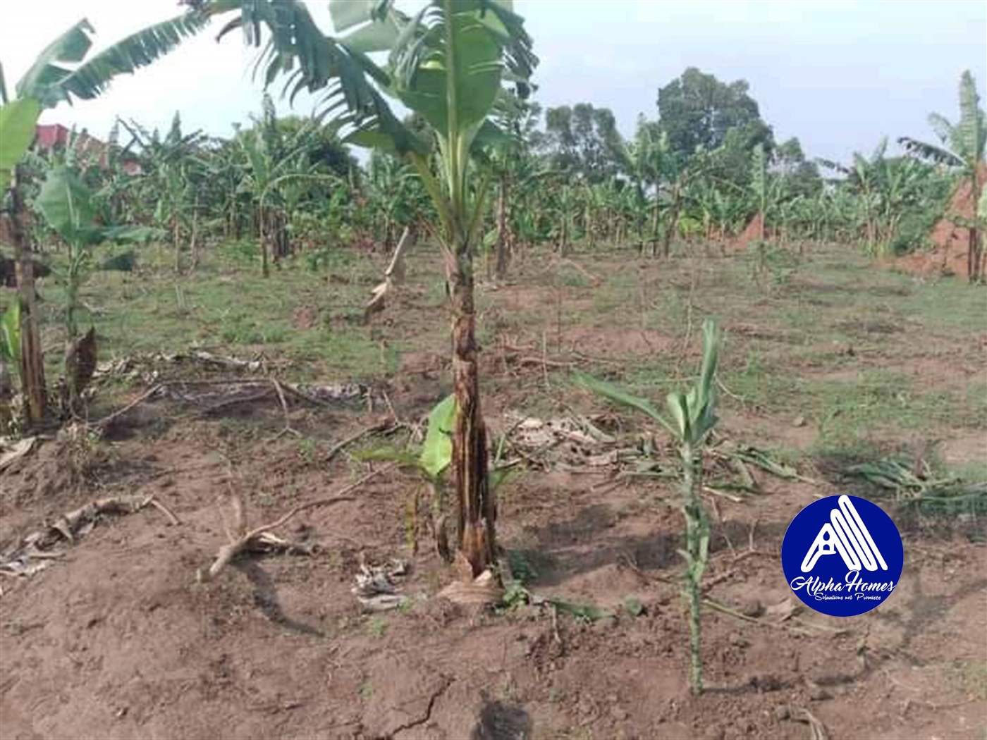 Agricultural Land for sale in Katuggo Luweero