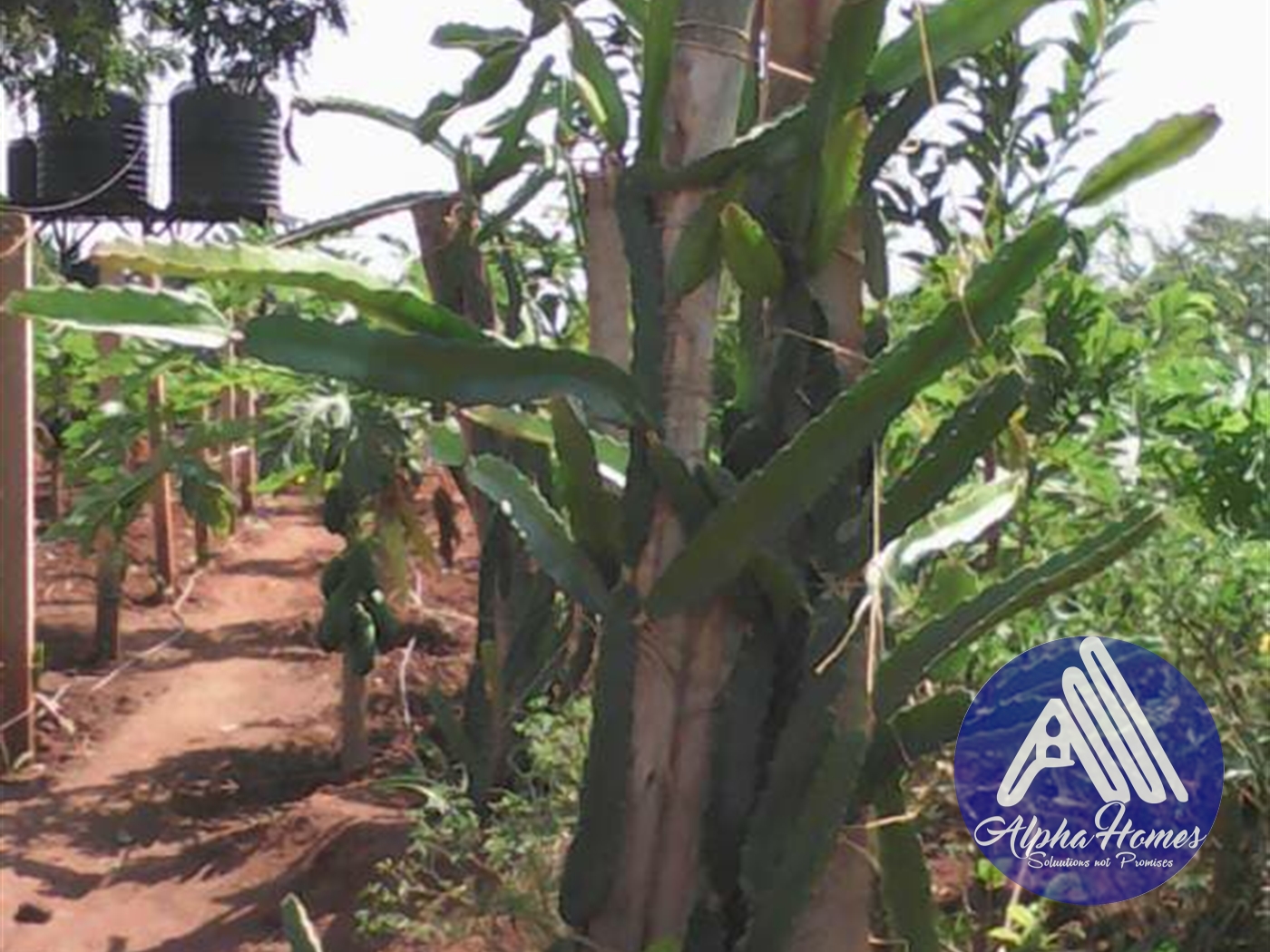 Agricultural Land for sale in Ziloobwe Mityana