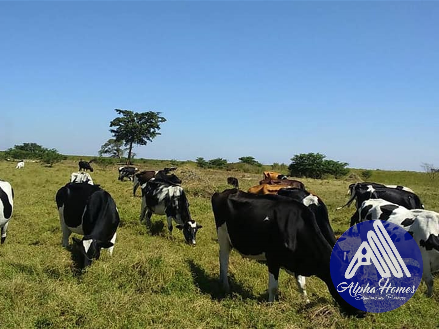 Agricultural Land for sale in Namasagali Jinja