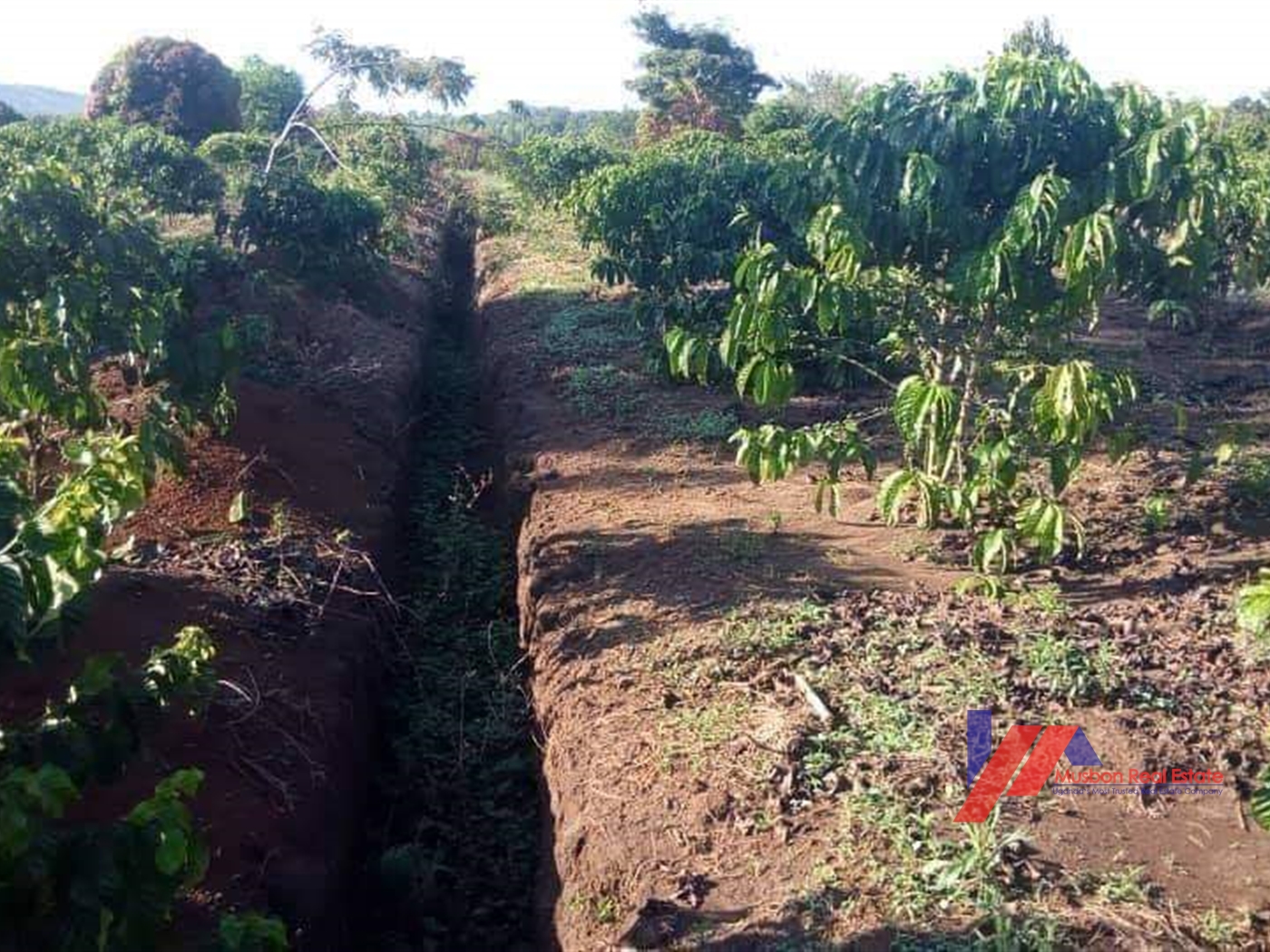 Agricultural Land for sale in Gambwa Mityana