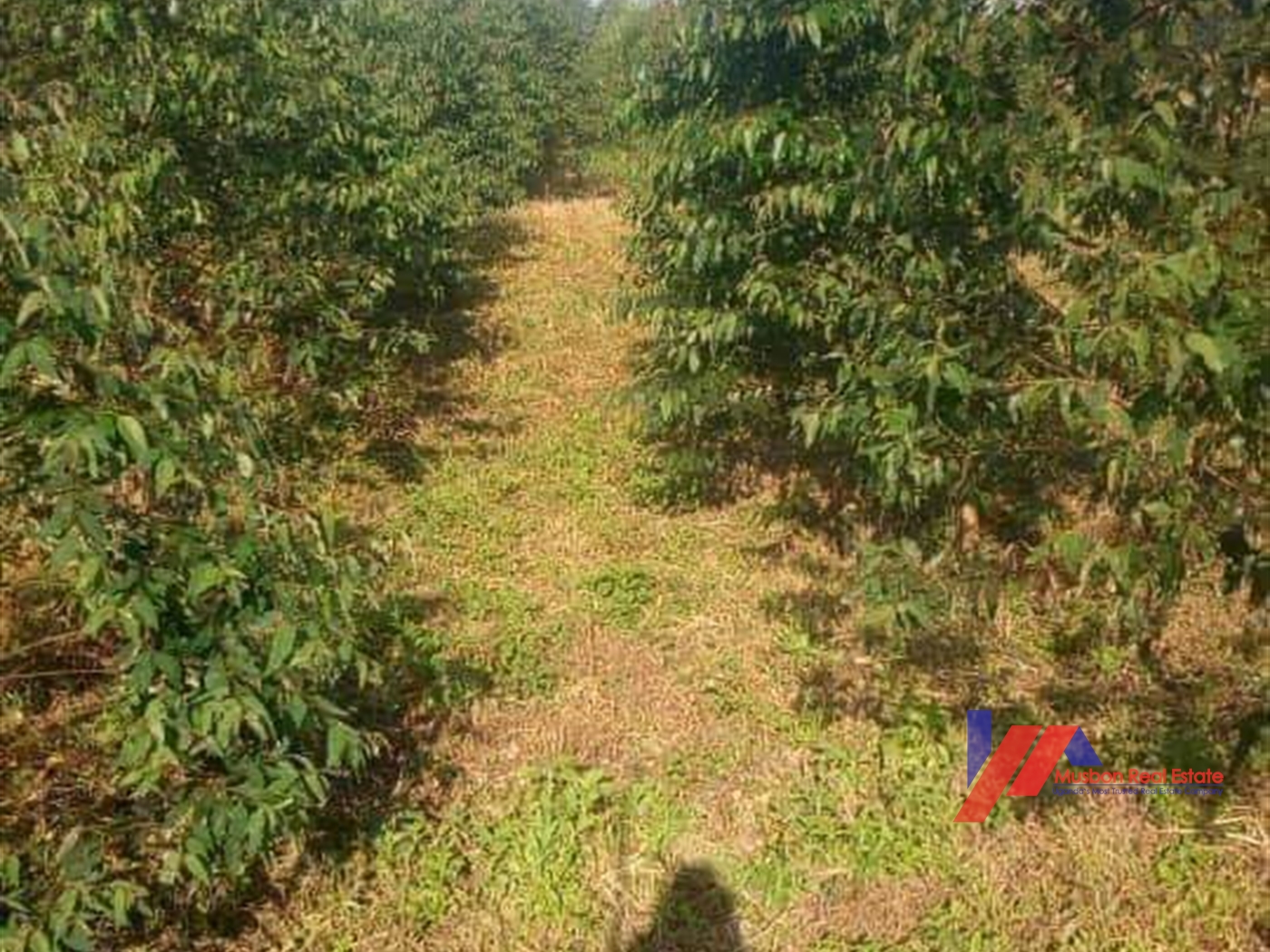 Agricultural Land for sale in Gambwa Mityana