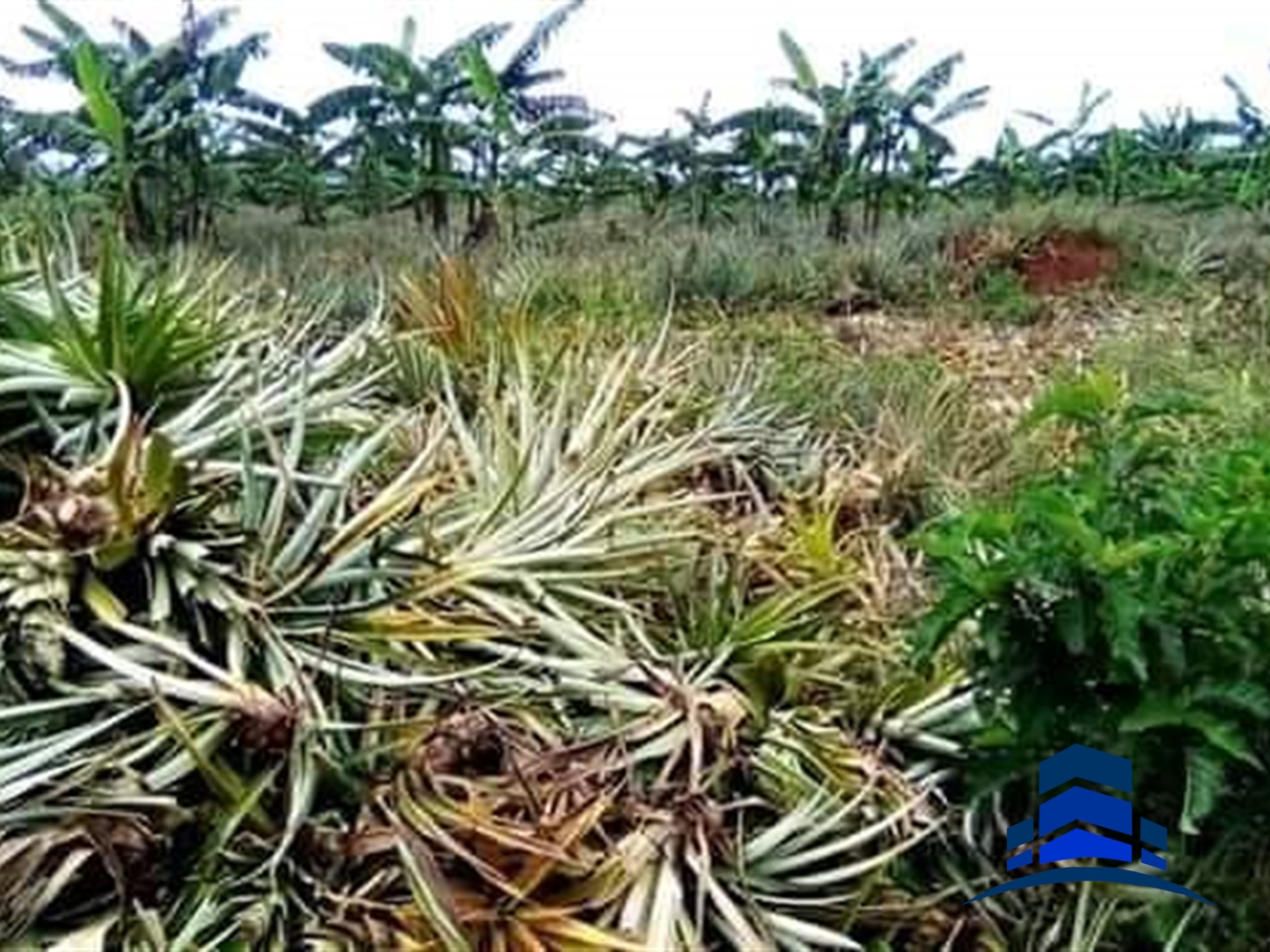 Agricultural Land for sale in Buzibwela Luweero