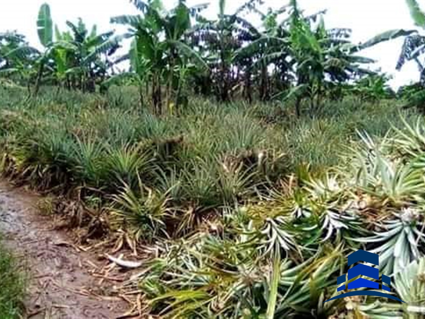 Agricultural Land for sale in Buzibwela Luweero