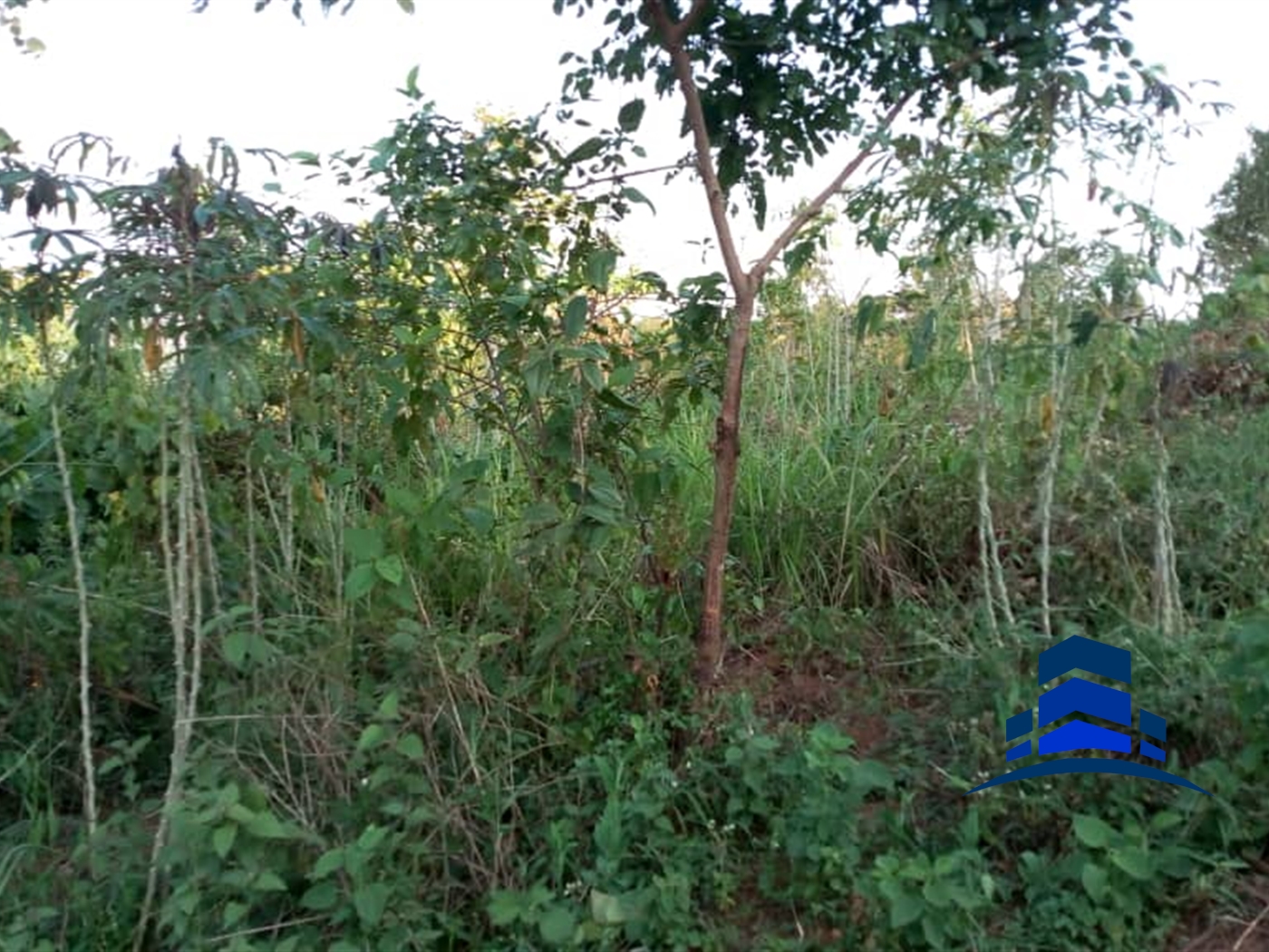 Commercial Land for sale in Ssenyi Buyikwe