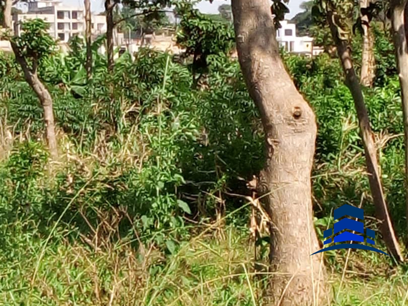 Agricultural Land for sale in Busiro Wakiso