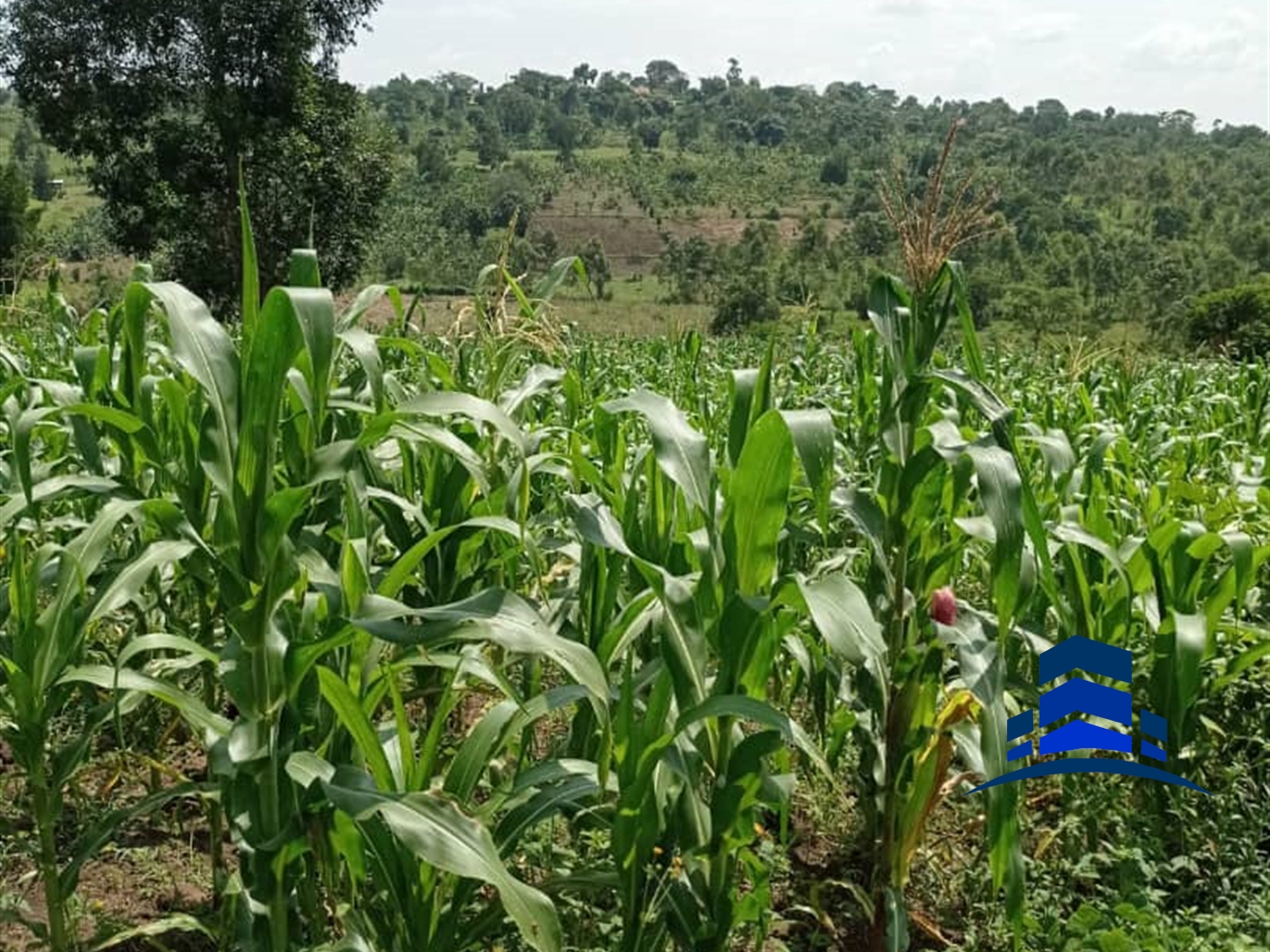 Agricultural Land for sale in Mpenja Gomba