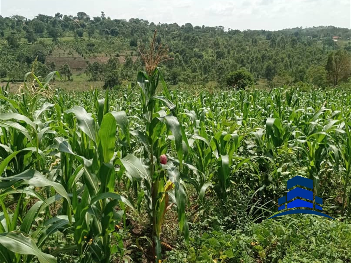 Agricultural Land for sale in Mpenja Gomba
