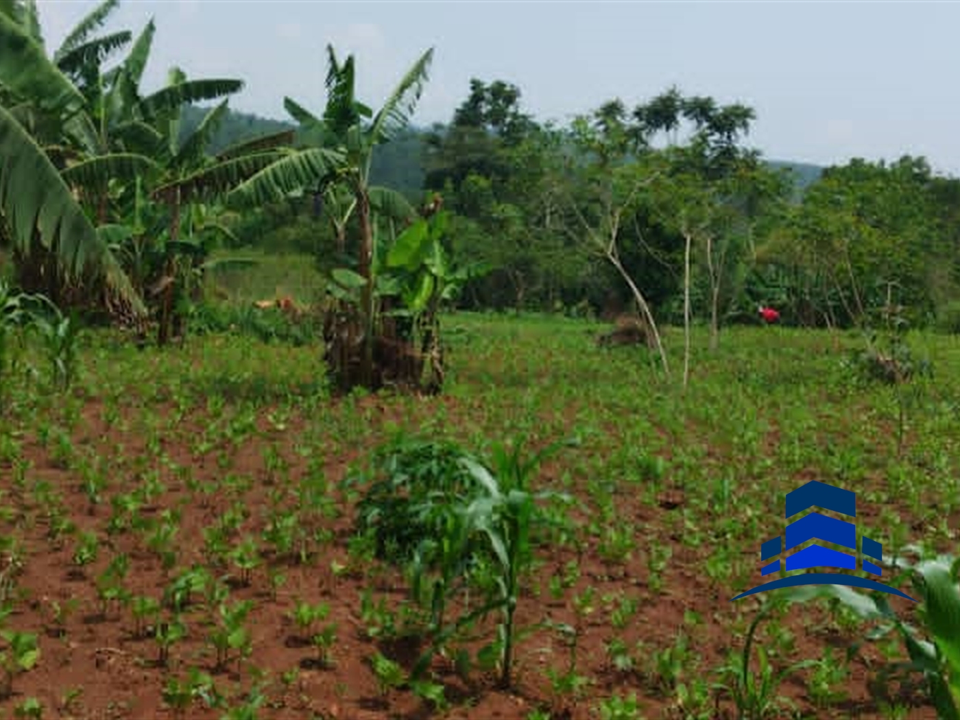 Multipurpose Land for sale in Kabembe Mukono