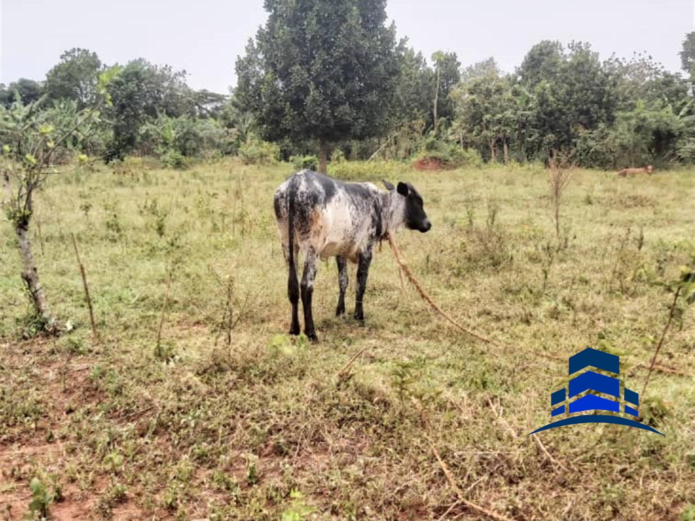 Agricultural Land for sale in Mazzi Wakiso