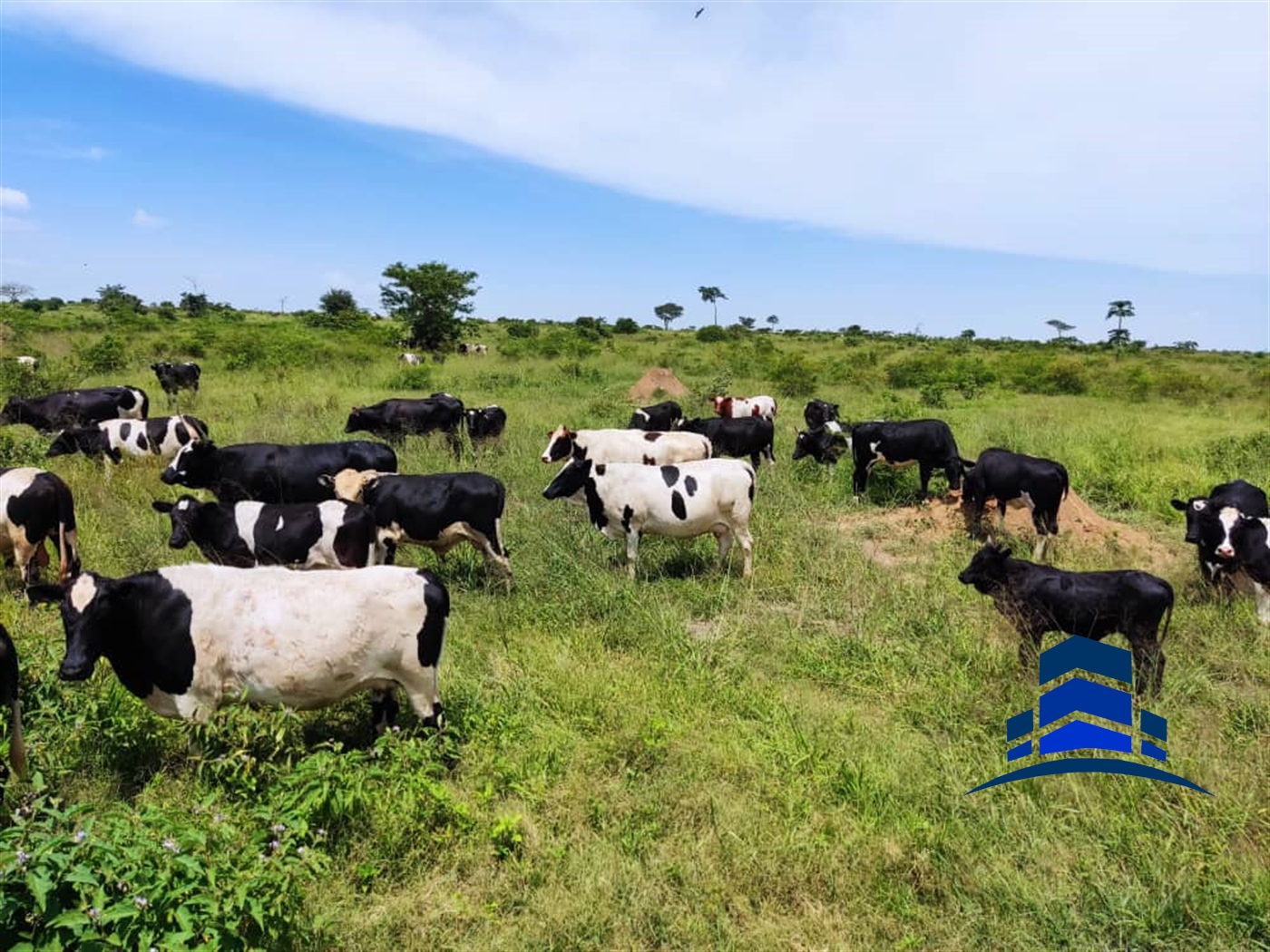 Agricultural Land for sale in Kigumba Kiryandongo
