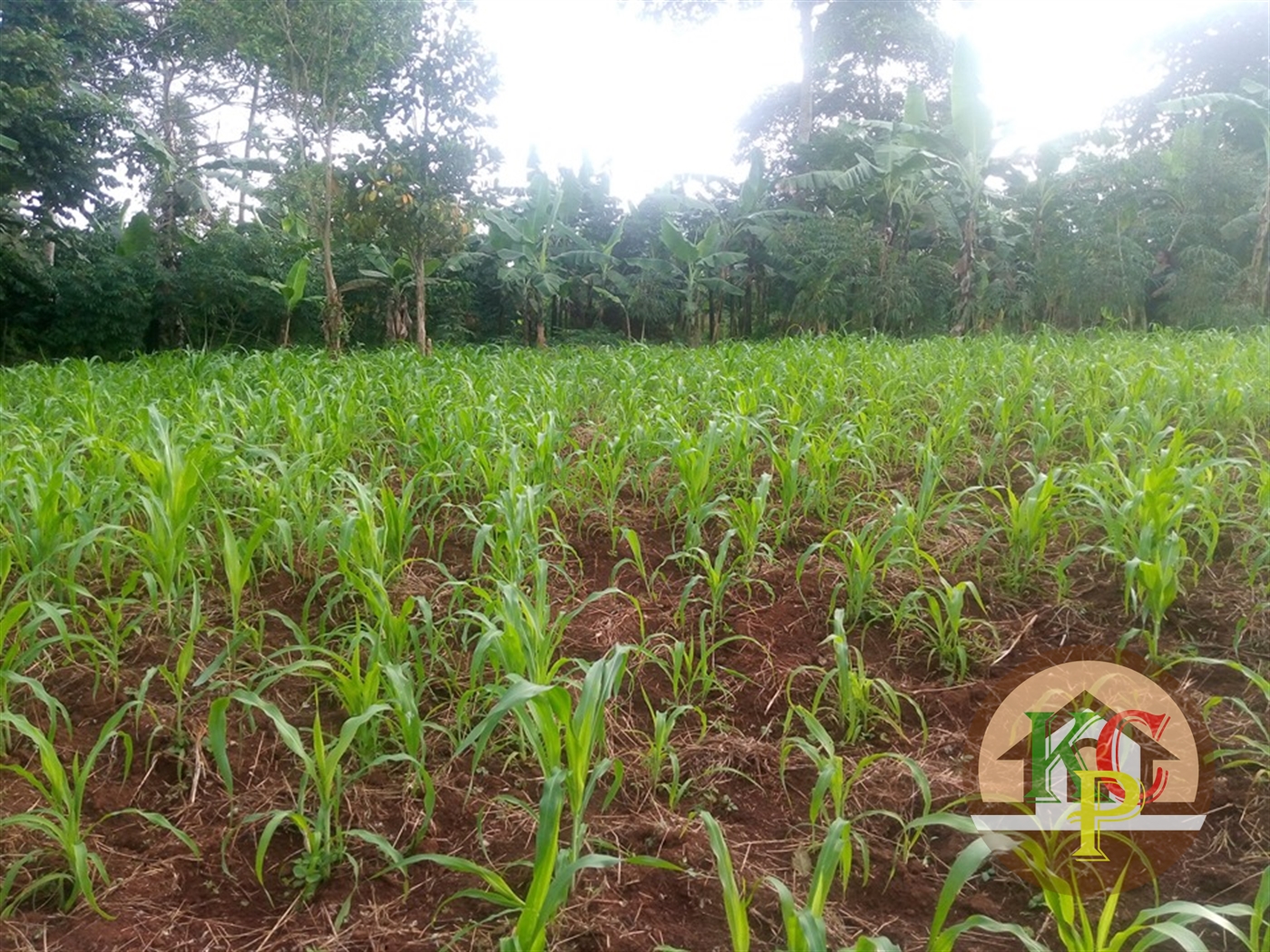 Residential Land for sale in Kisoga Mukono