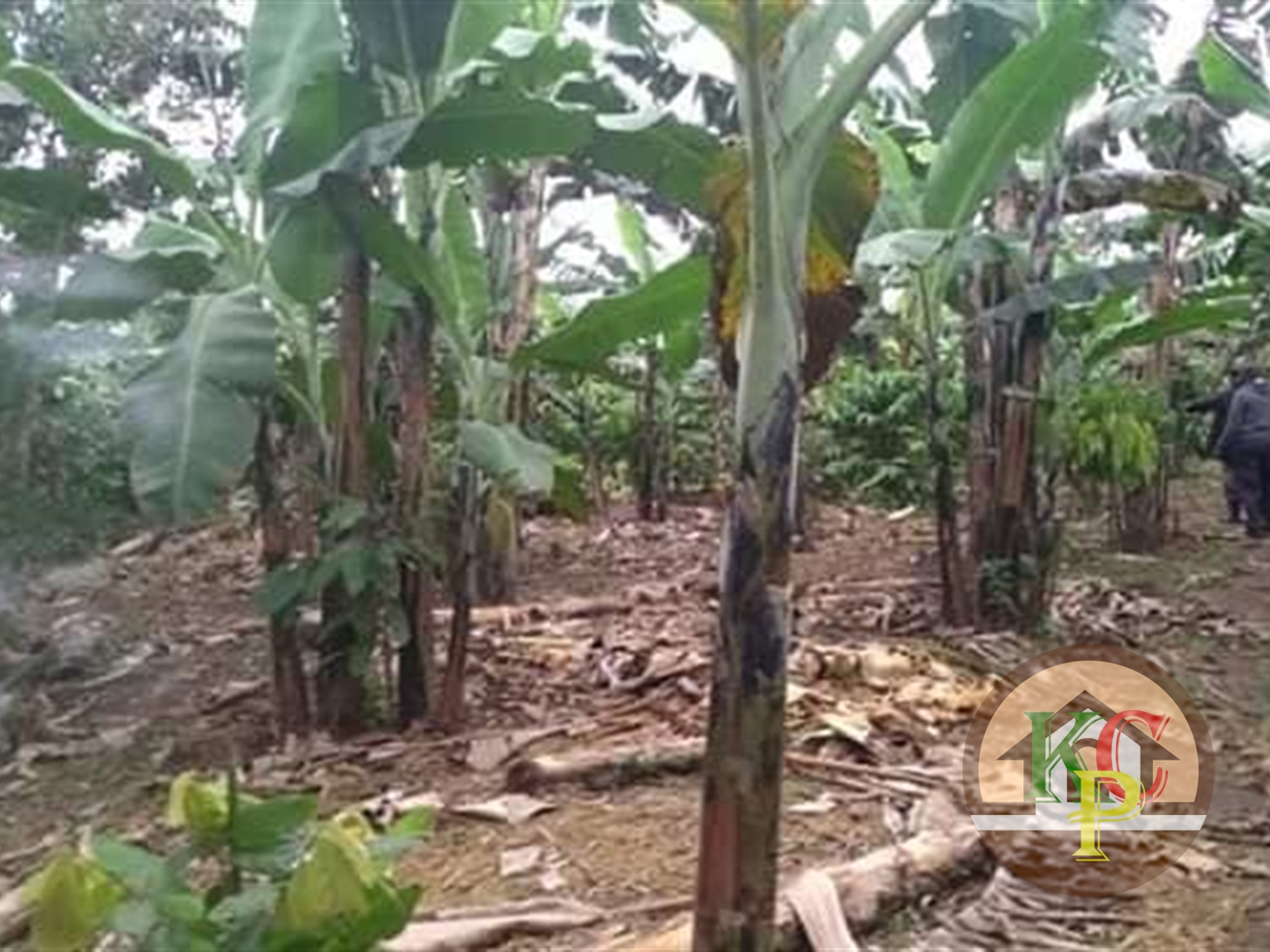 Agricultural Land for sale in Kasawo Kayunga