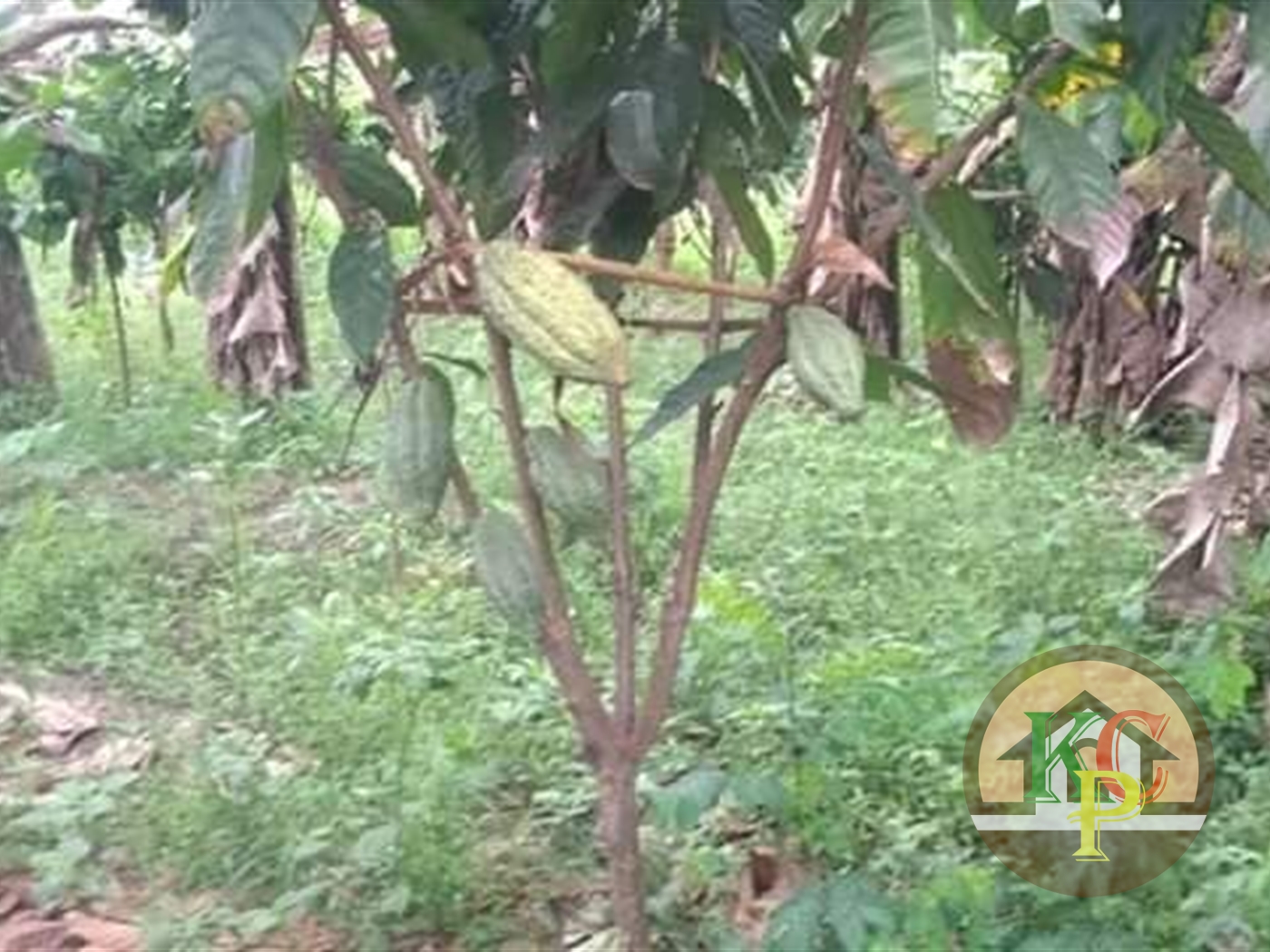 Agricultural Land for sale in Kasawo Kayunga