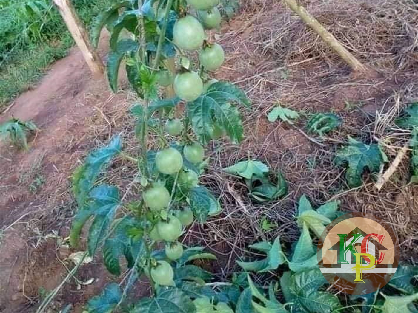 Agricultural Land for sale in Busiika Wakiso