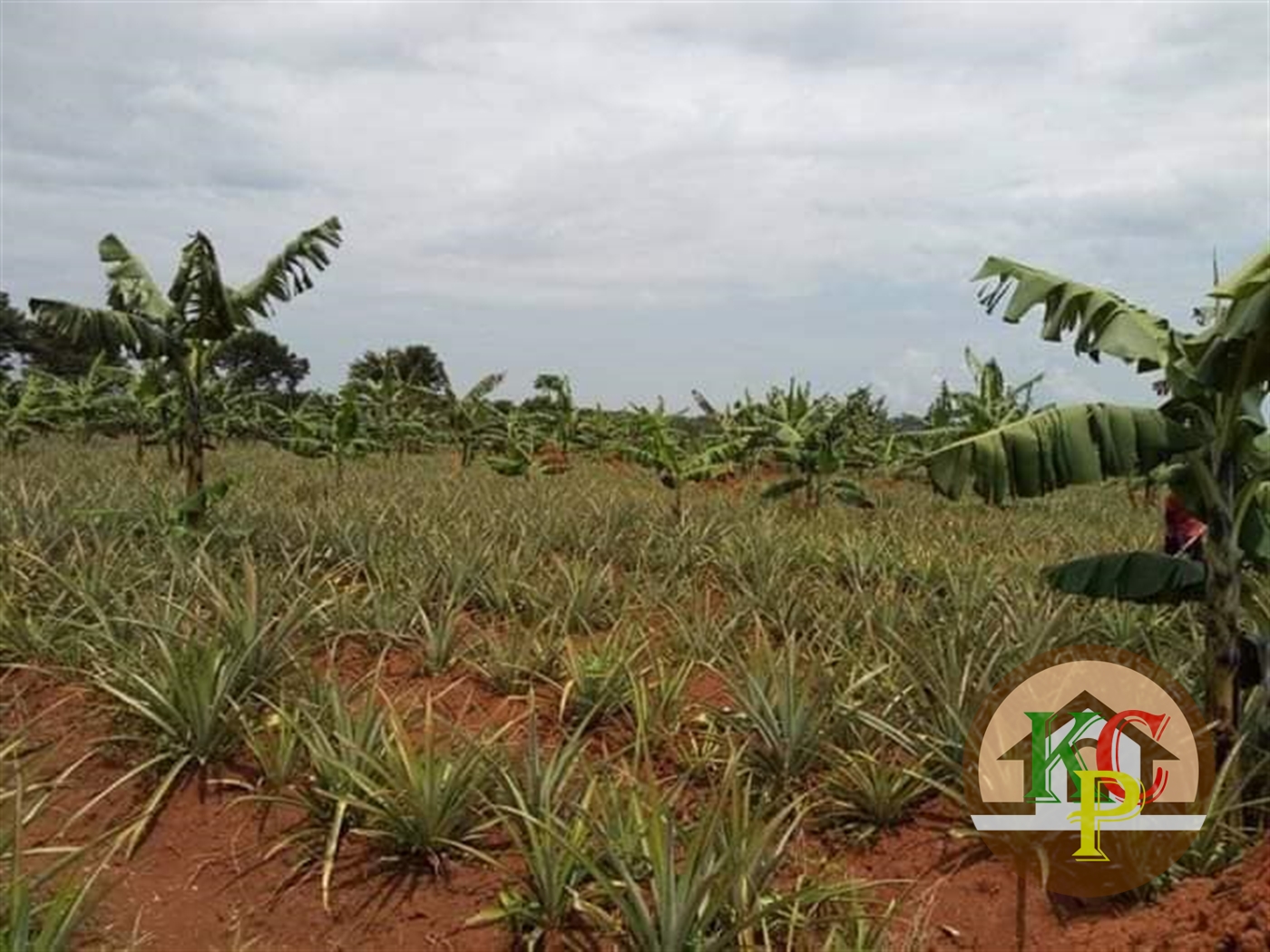 Agricultural Land for sale in Ziloobwe Wakiso