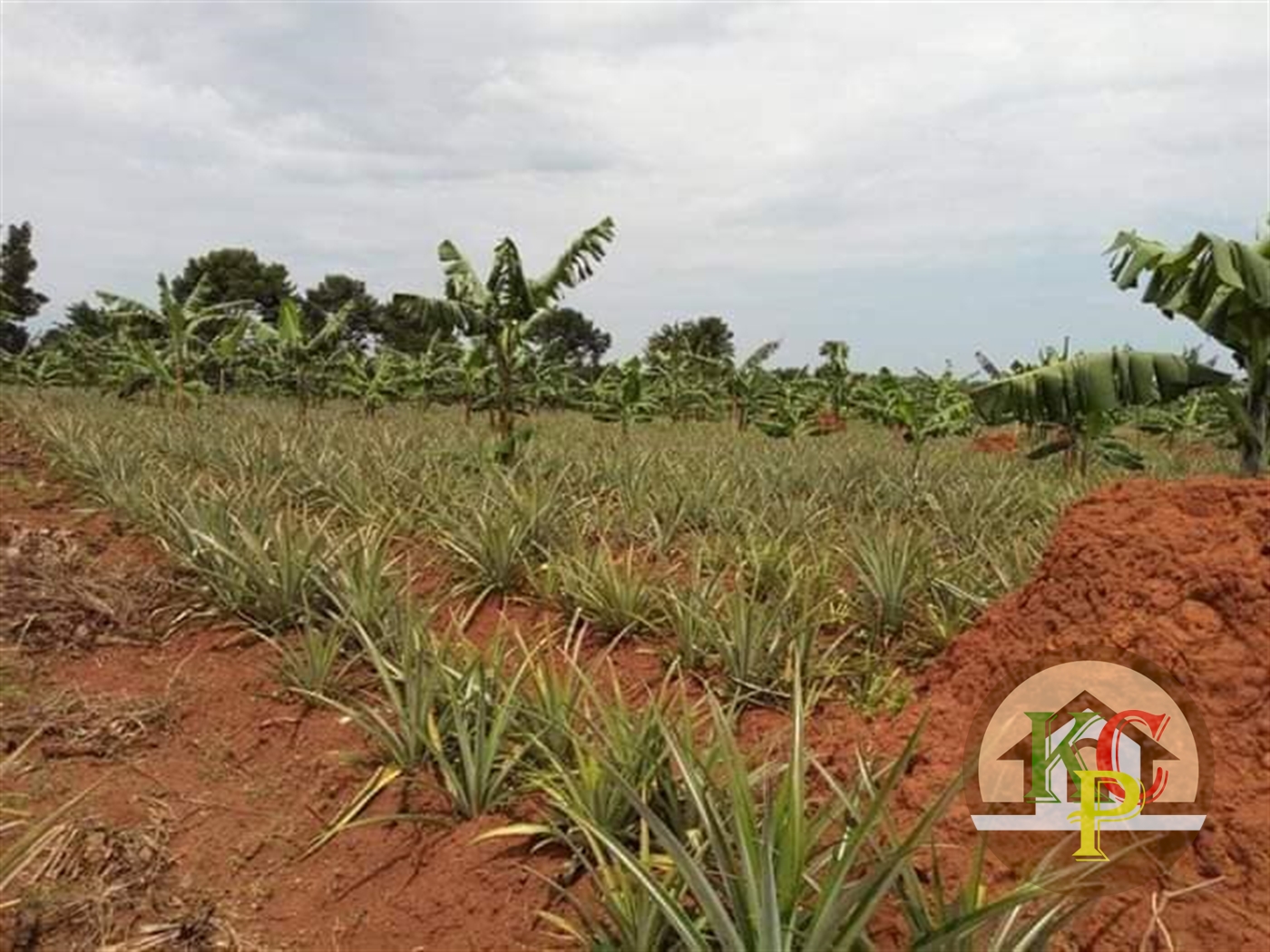 Agricultural Land for sale in Ziloobwe Wakiso