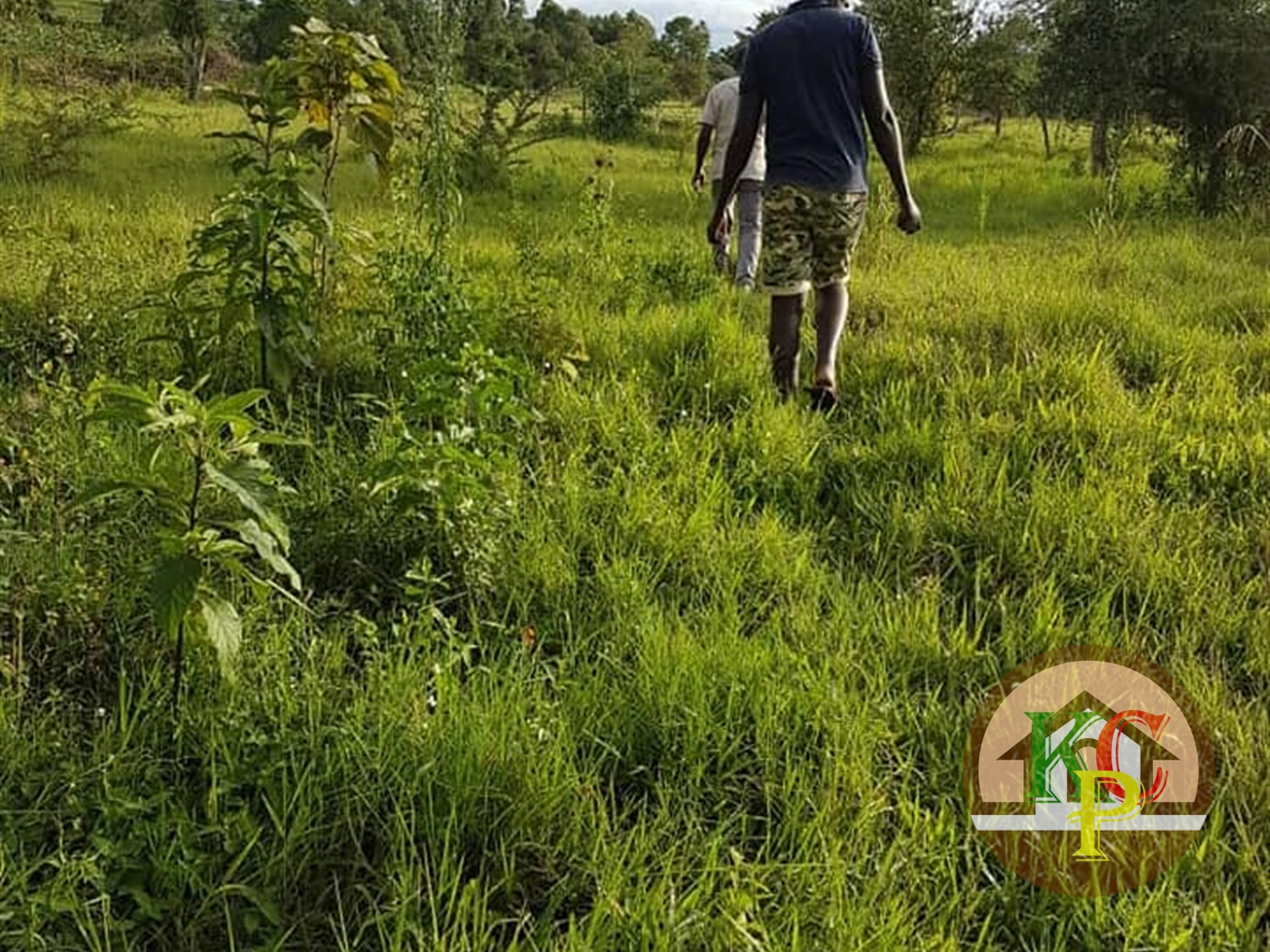 Agricultural Land for sale in Kashari Mbarara