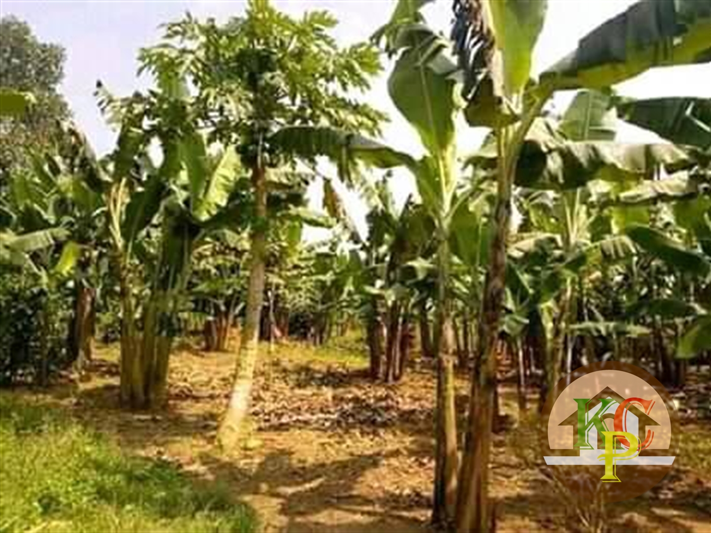 Residential Land for sale in Ziloobwe Luweero