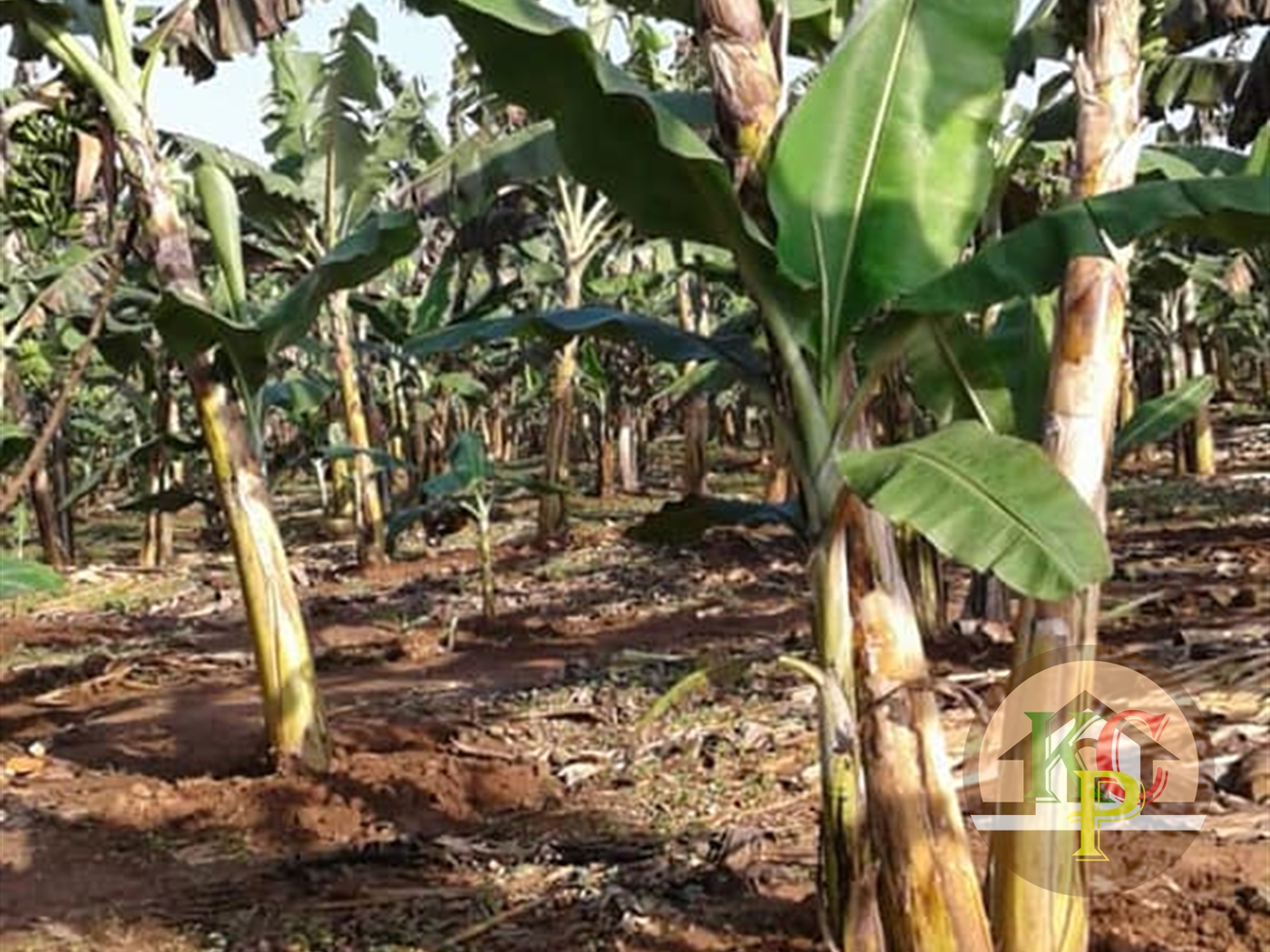 Agricultural Land for sale in Jezza Wakiso