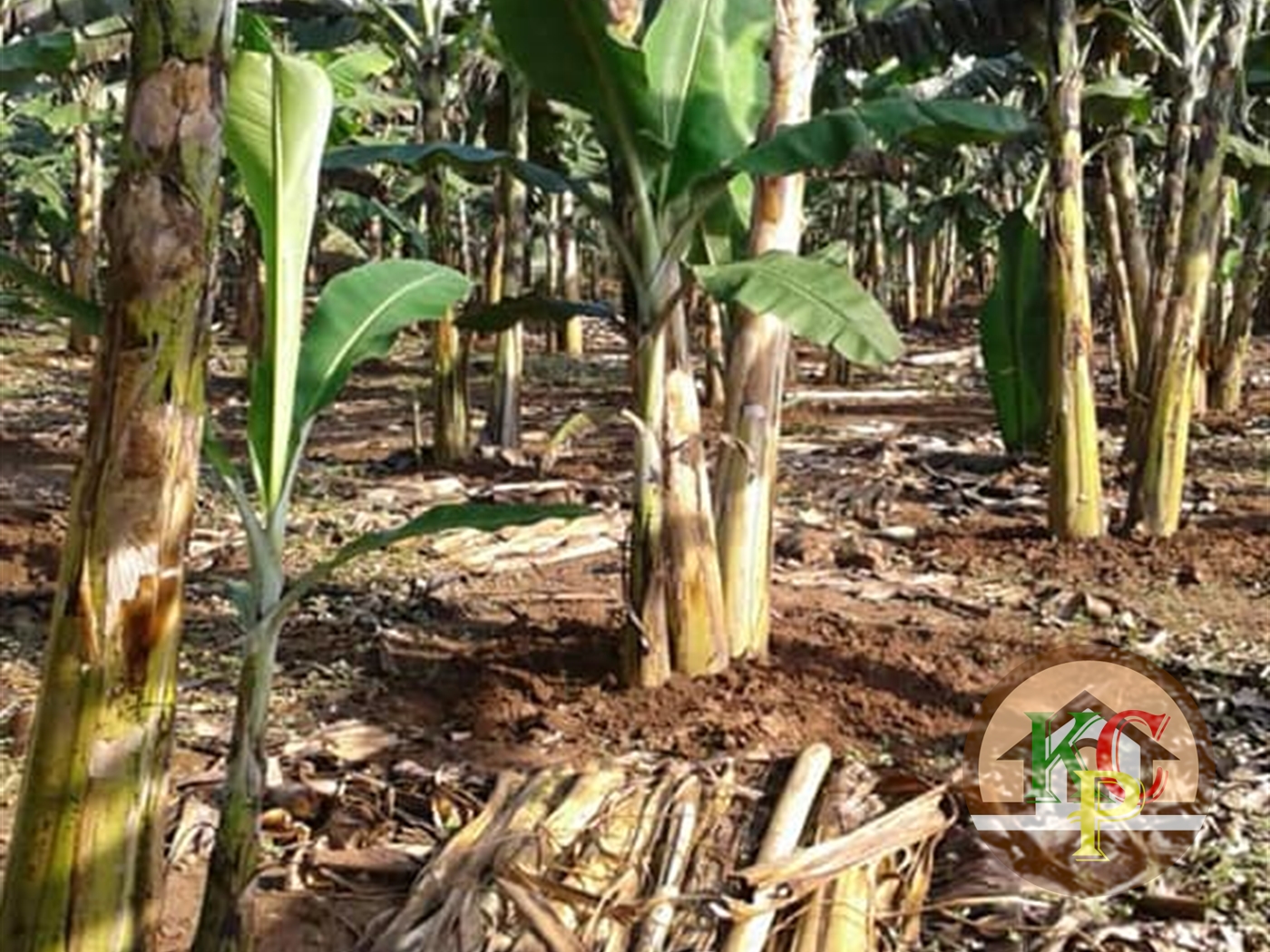 Agricultural Land for sale in Jezza Wakiso