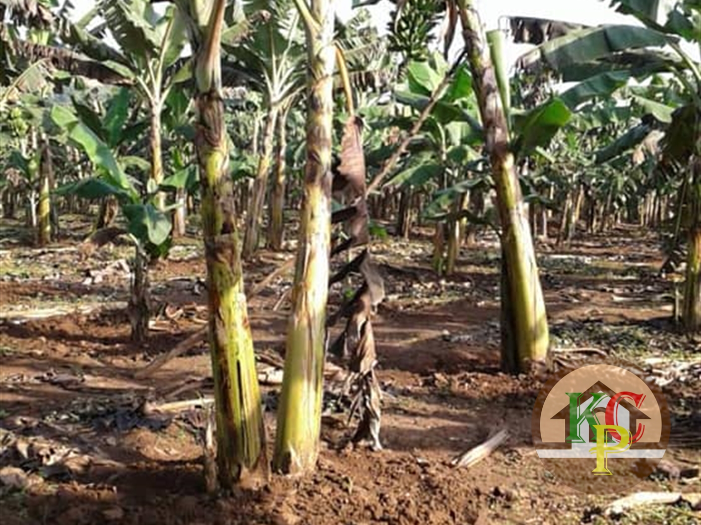 Agricultural Land for sale in Jezza Wakiso