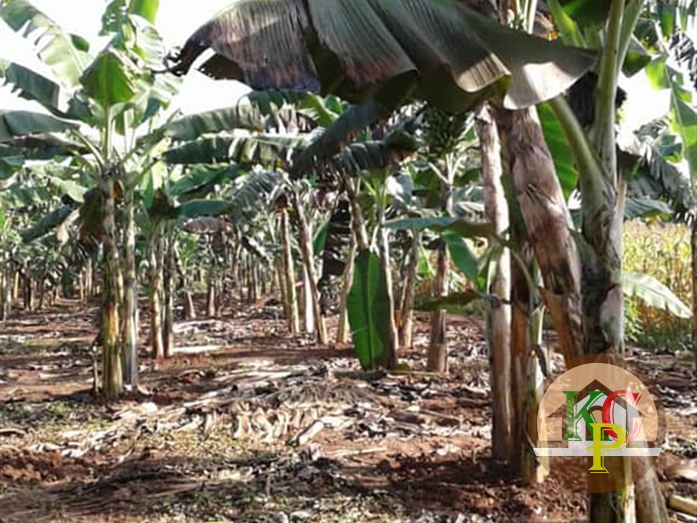 Agricultural Land for sale in Jezza Wakiso