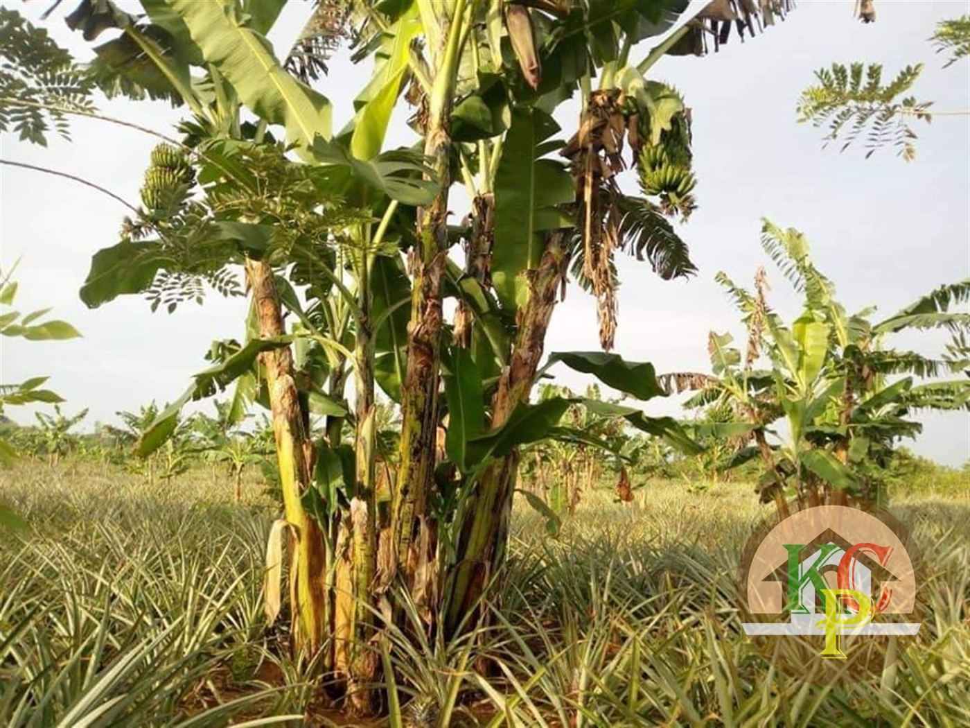 Agricultural Land for sale in Buzibwela Luweero