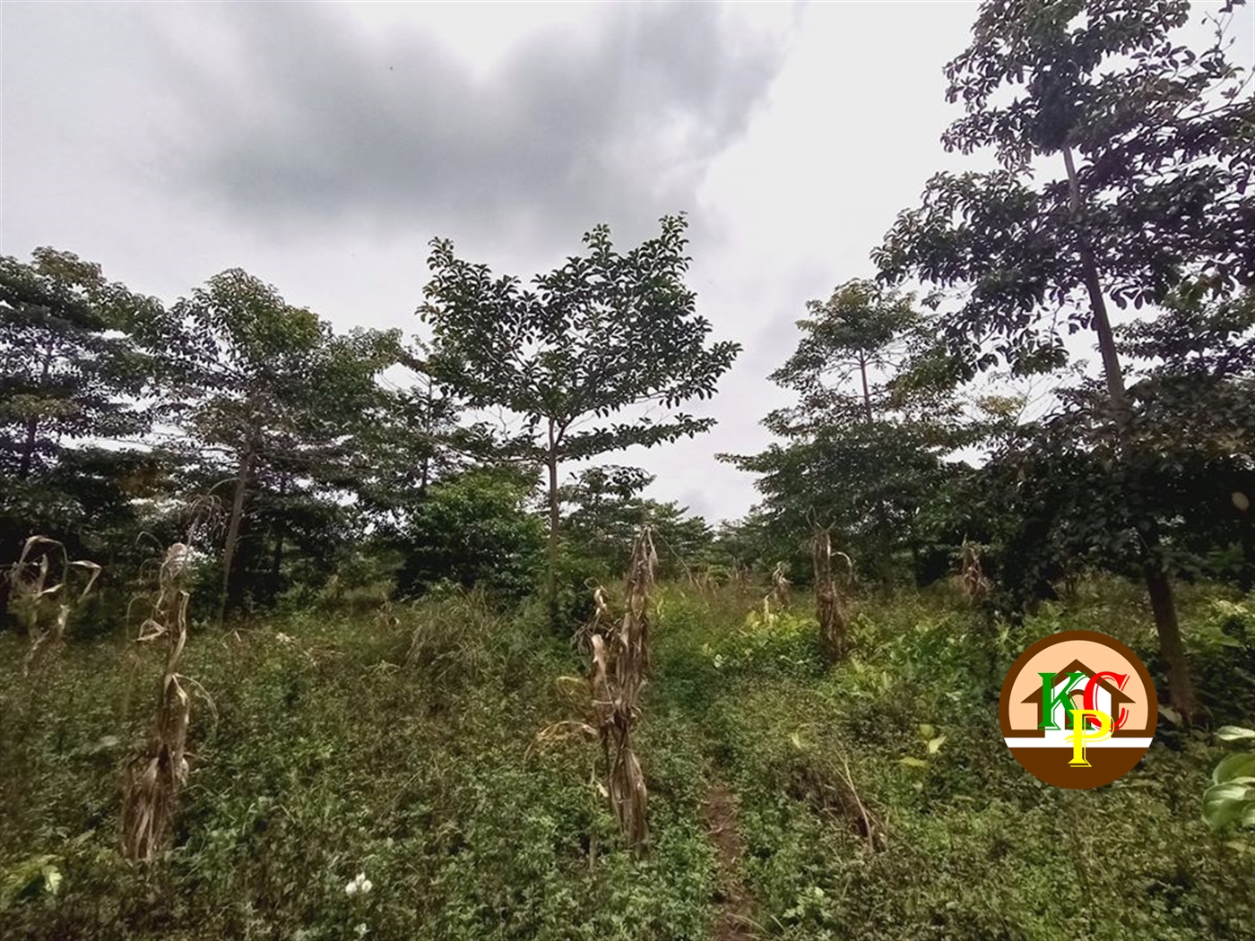 Residential Land for sale in Kabembe Mukono