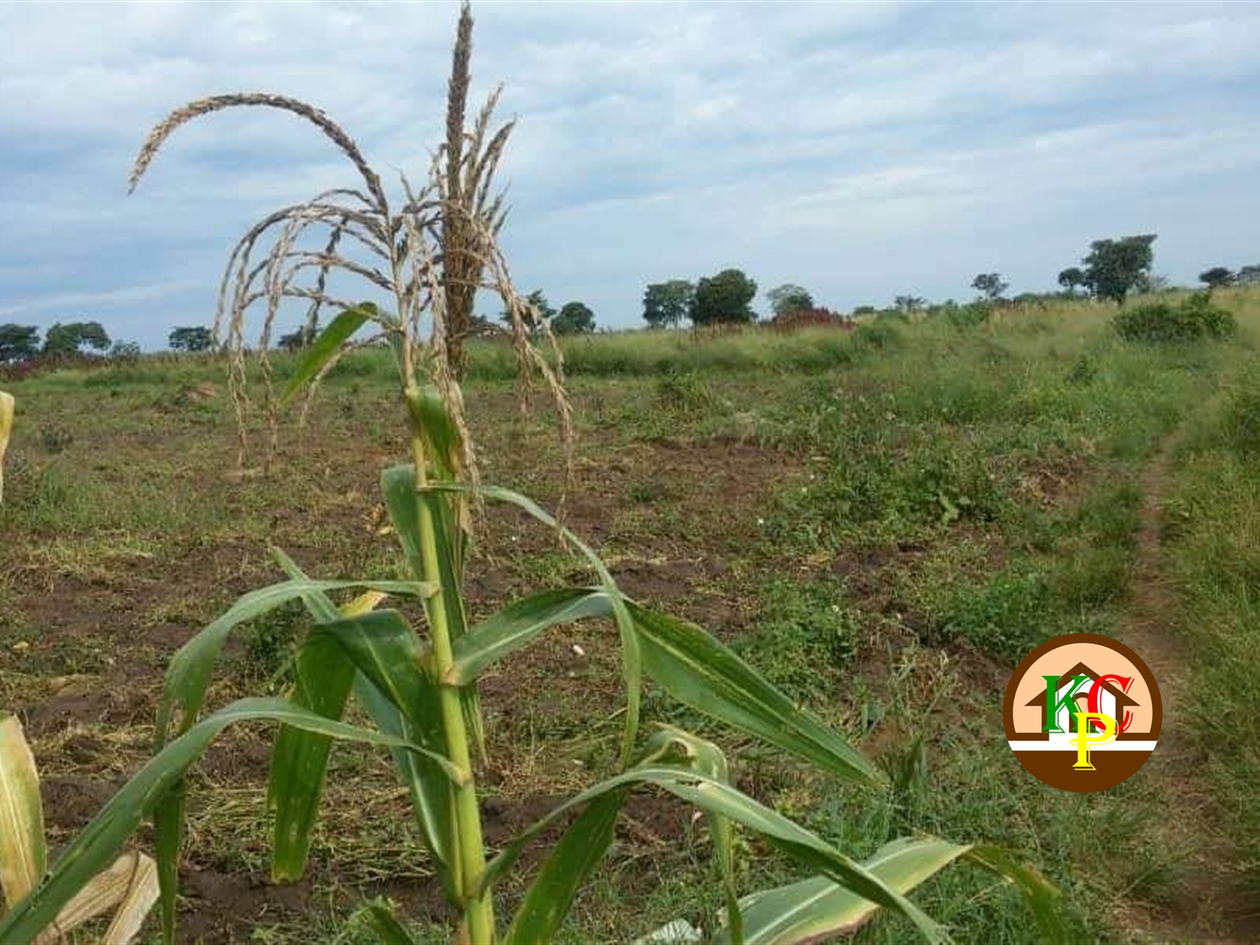 Agricultural Land for sale in Bbaale Kayunga