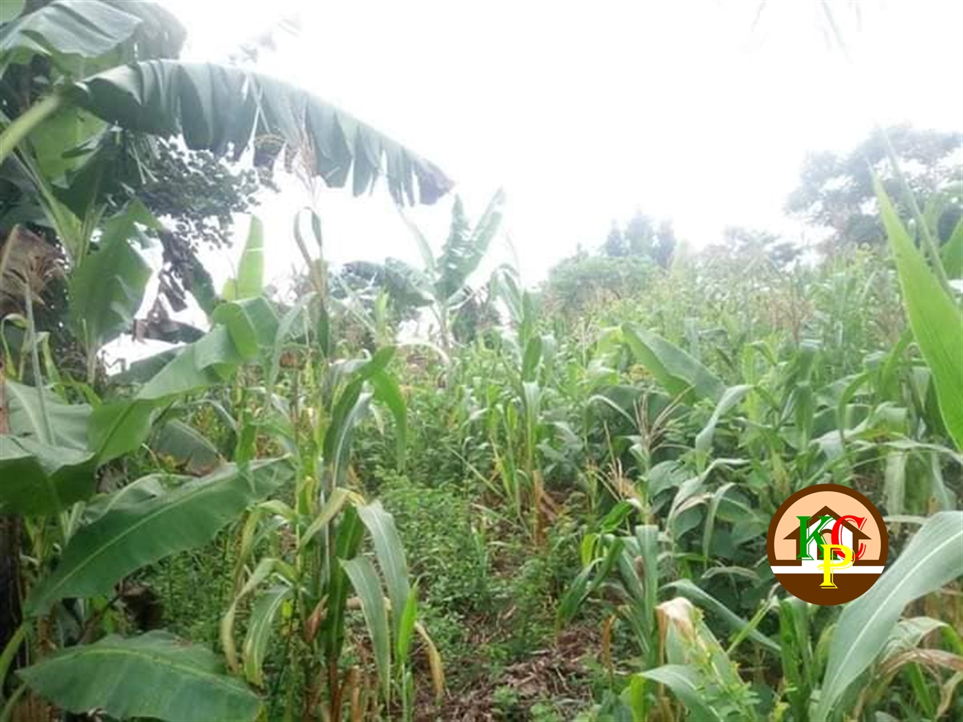 Residential Land for sale in Kikyuusa Luweero