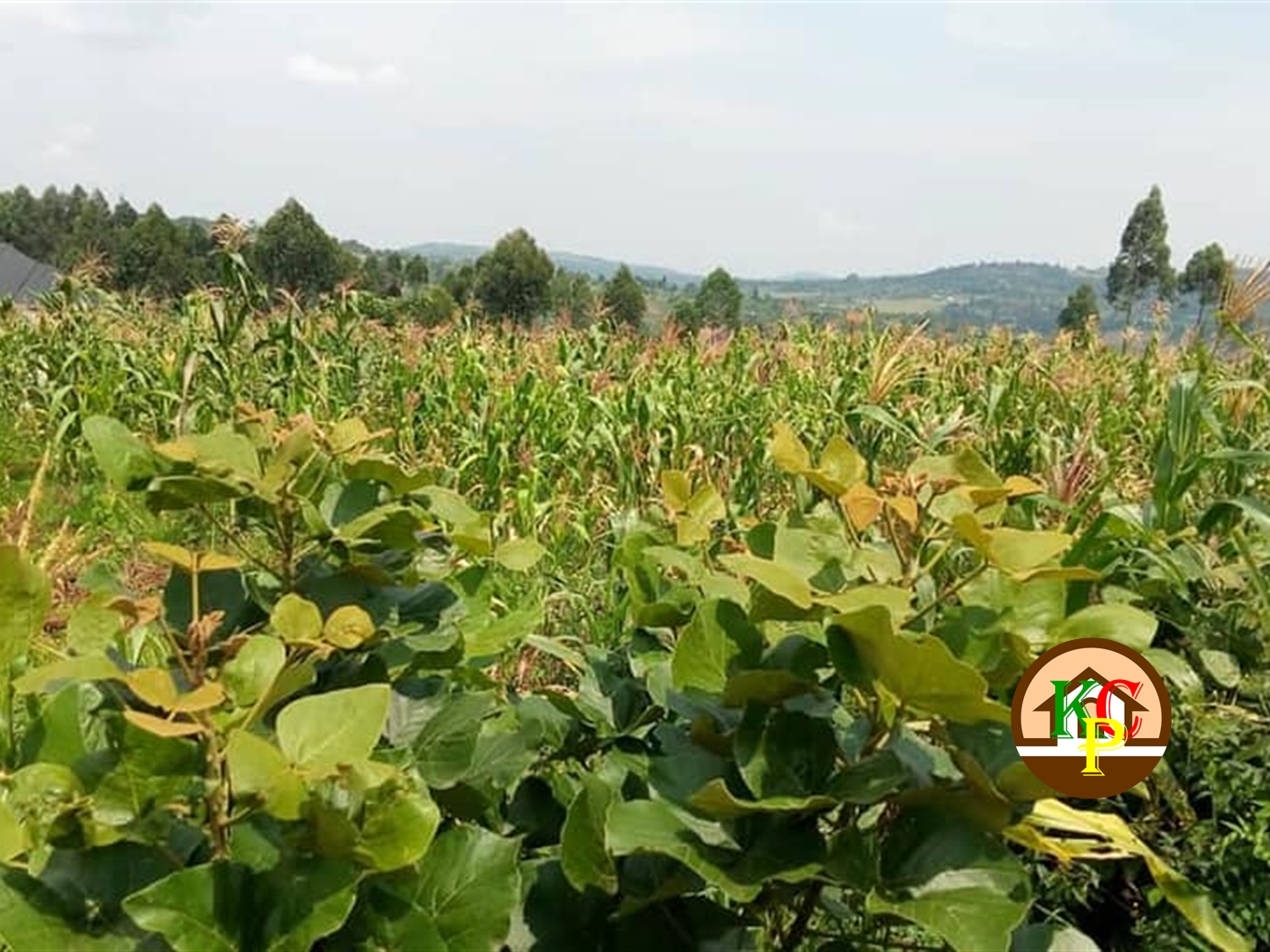Residential Land for sale in Katente Mukono